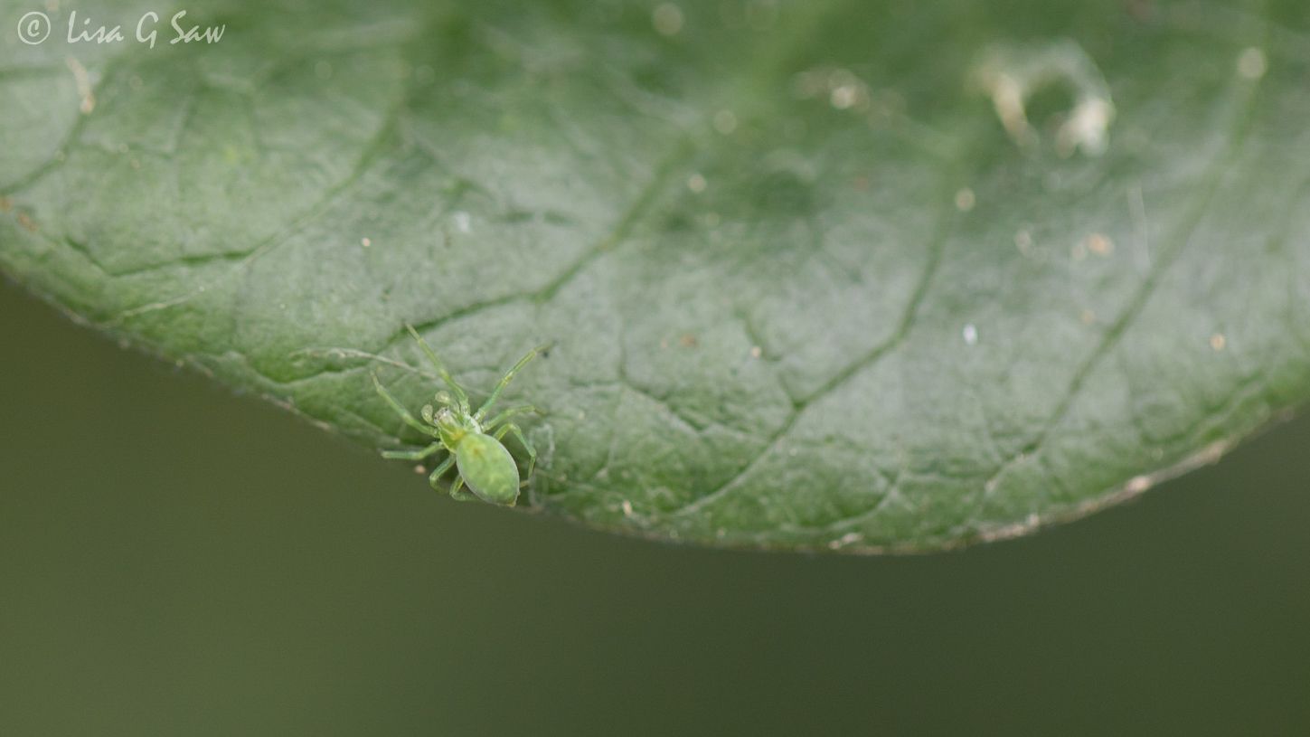 Green Cribellate Spider