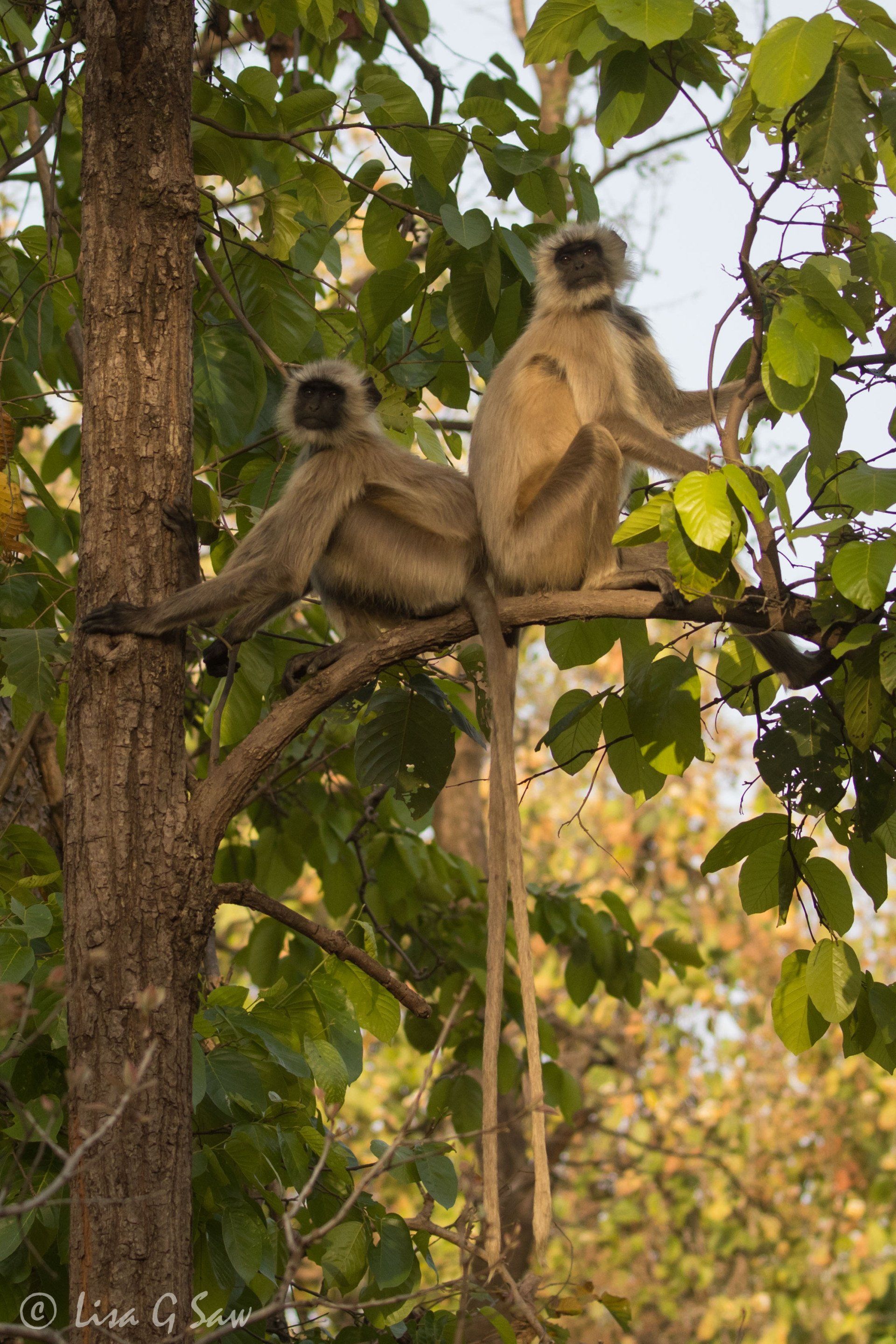 Two langurs with long tails sitting back to back up a tree