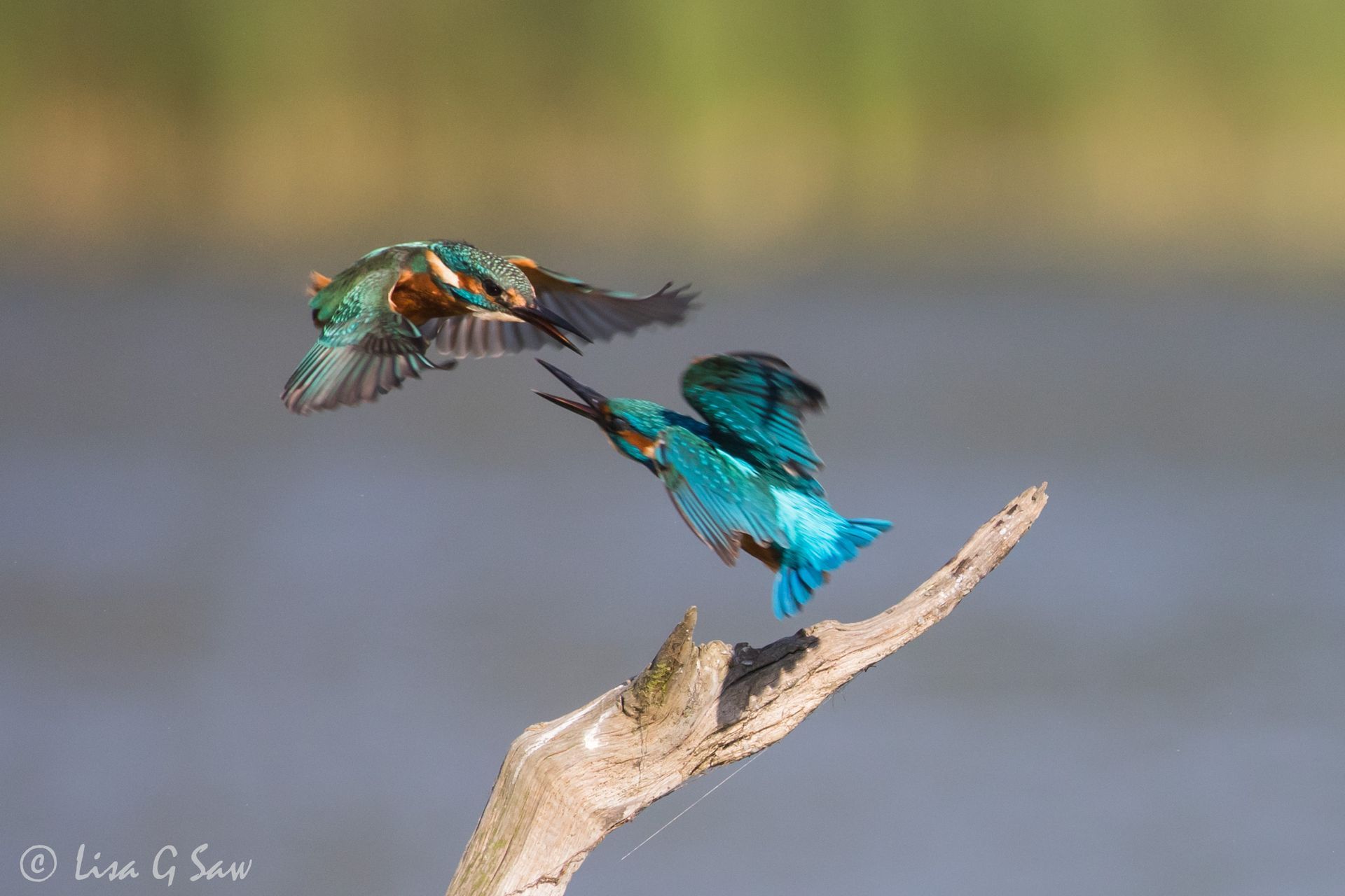 Two male Kingfishers fighting over territory