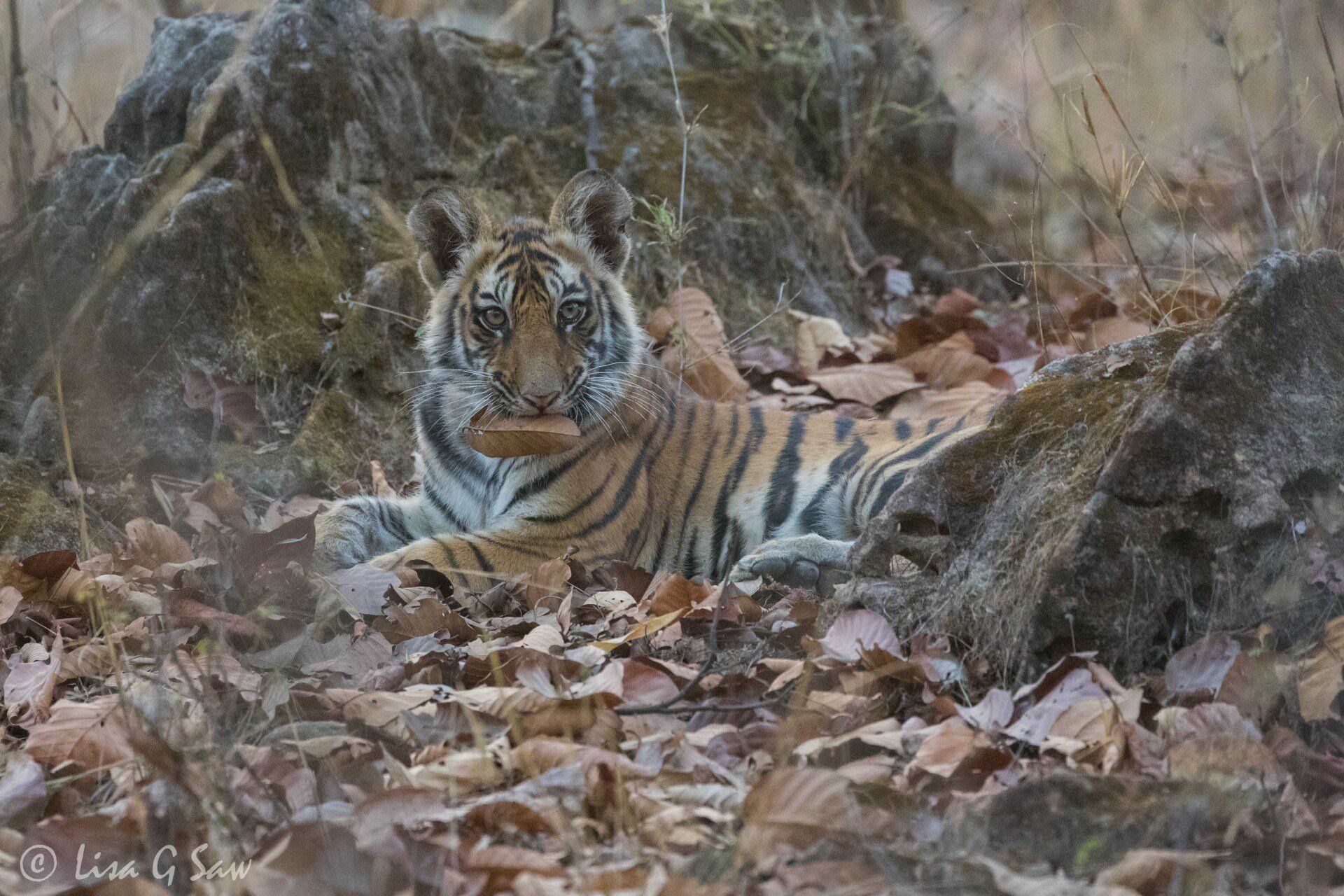 Young tiger with leaf in mouth