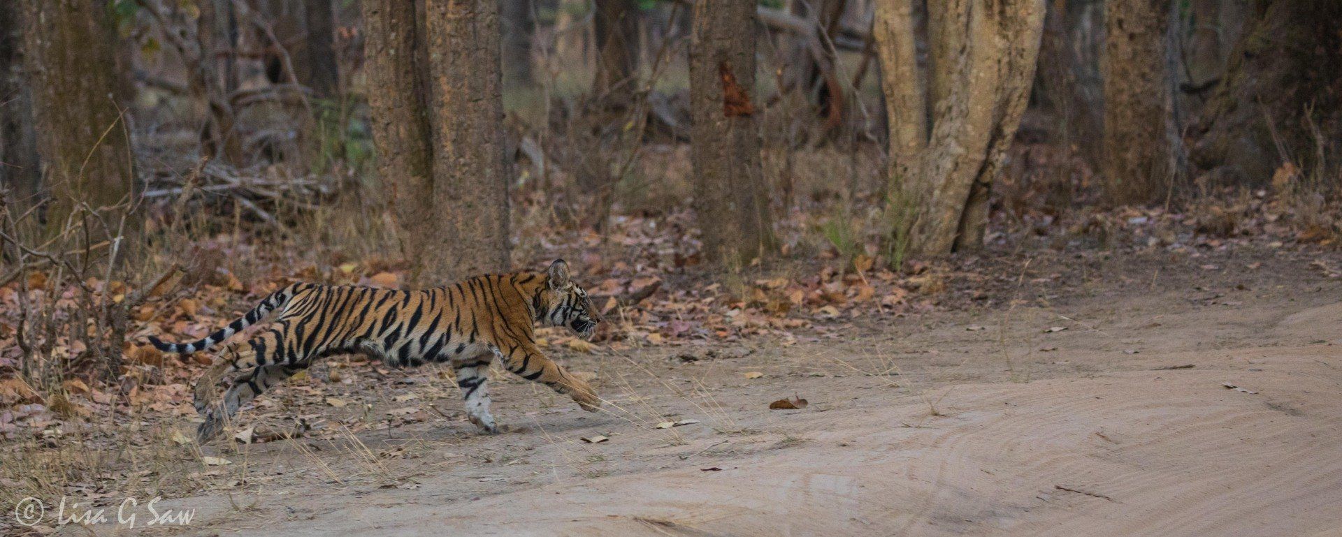 Young tiger running across track