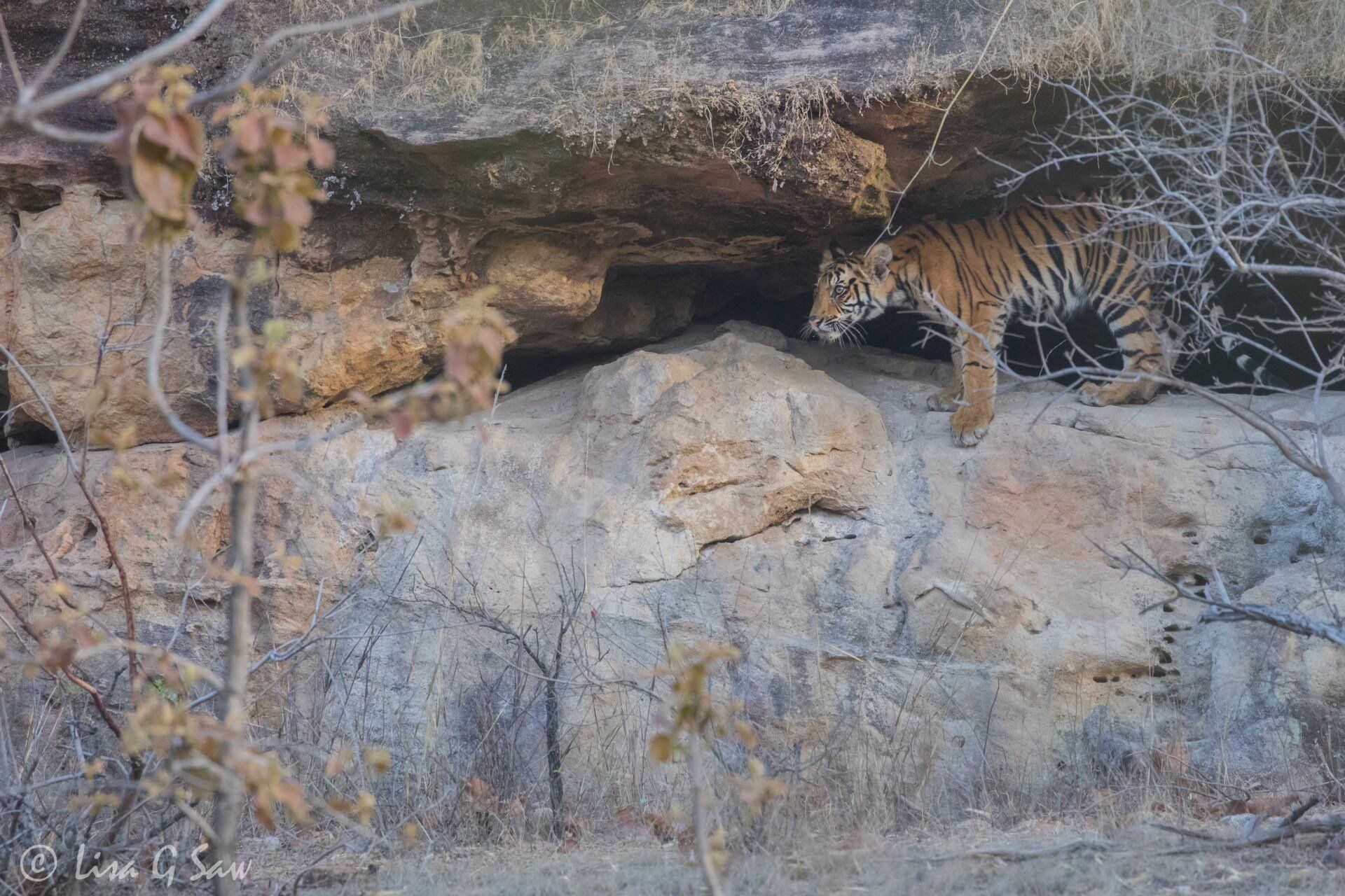 Young tiger emerging from cave in rocks
