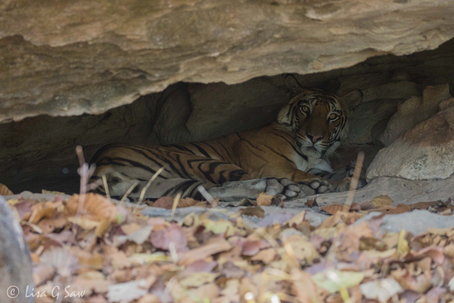 Female tiger lying down under rock