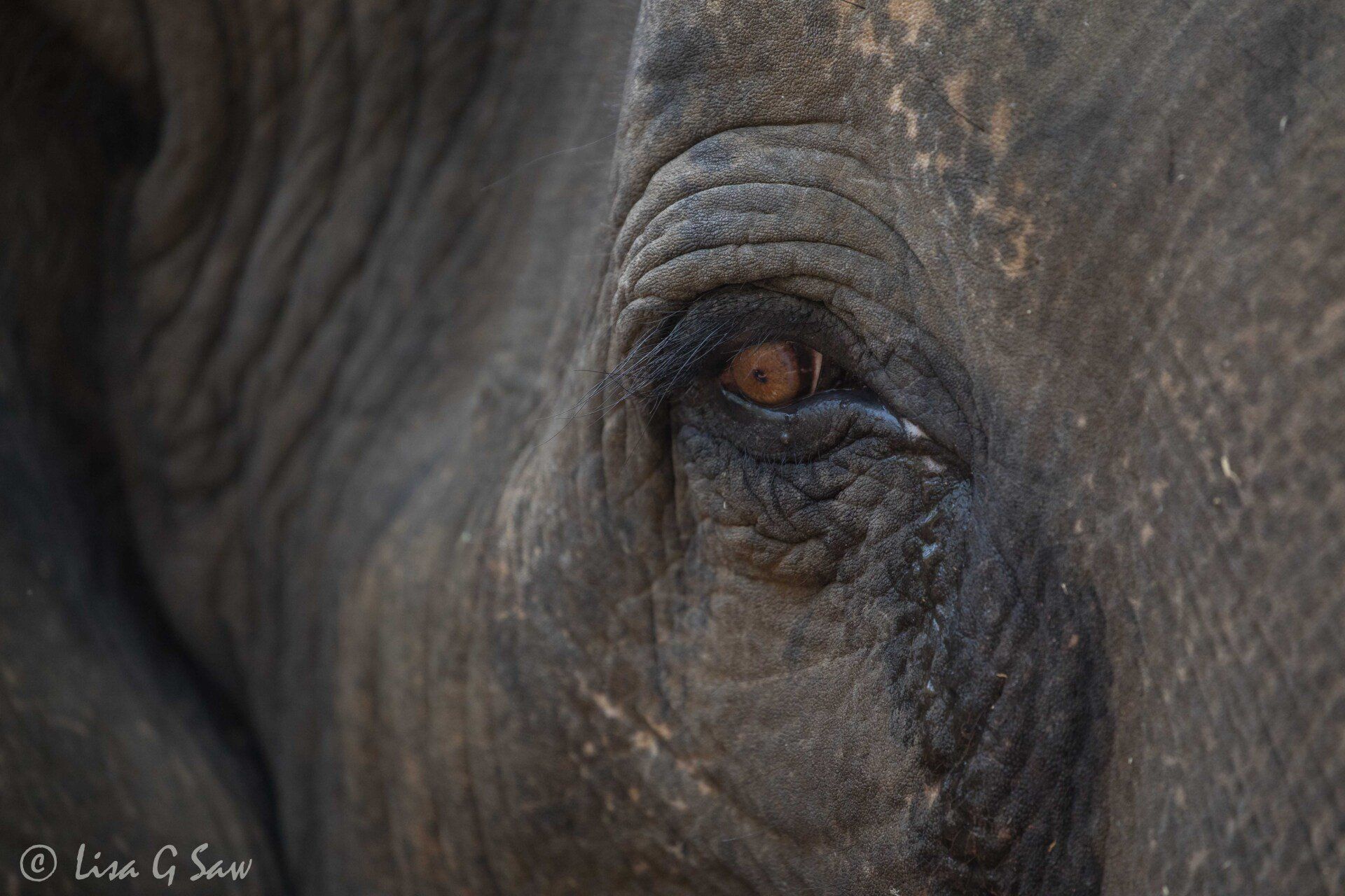 Close up of Asian Elephant eye