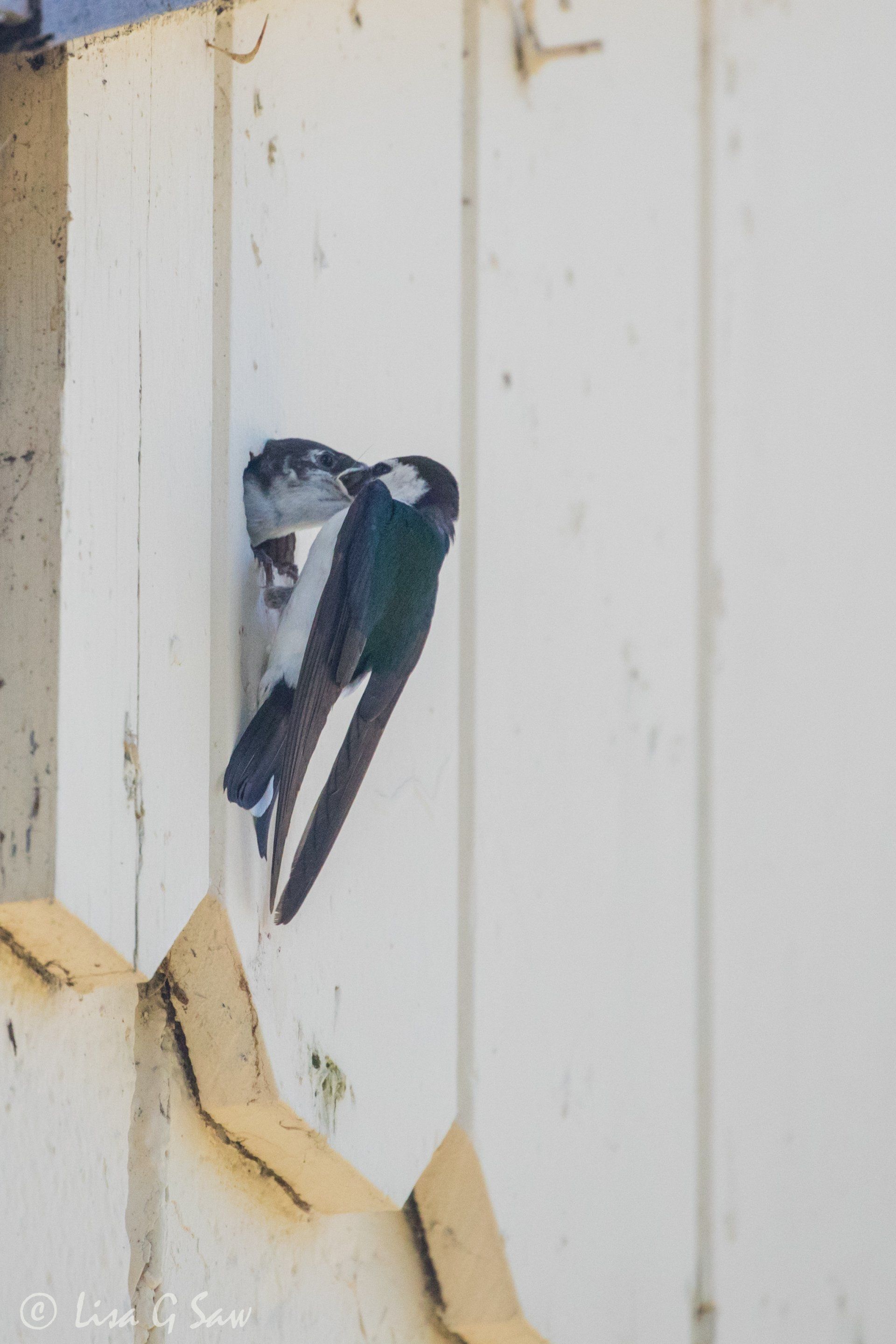 Adult Violet-Green Swallow feeding a chick through a hole in wall