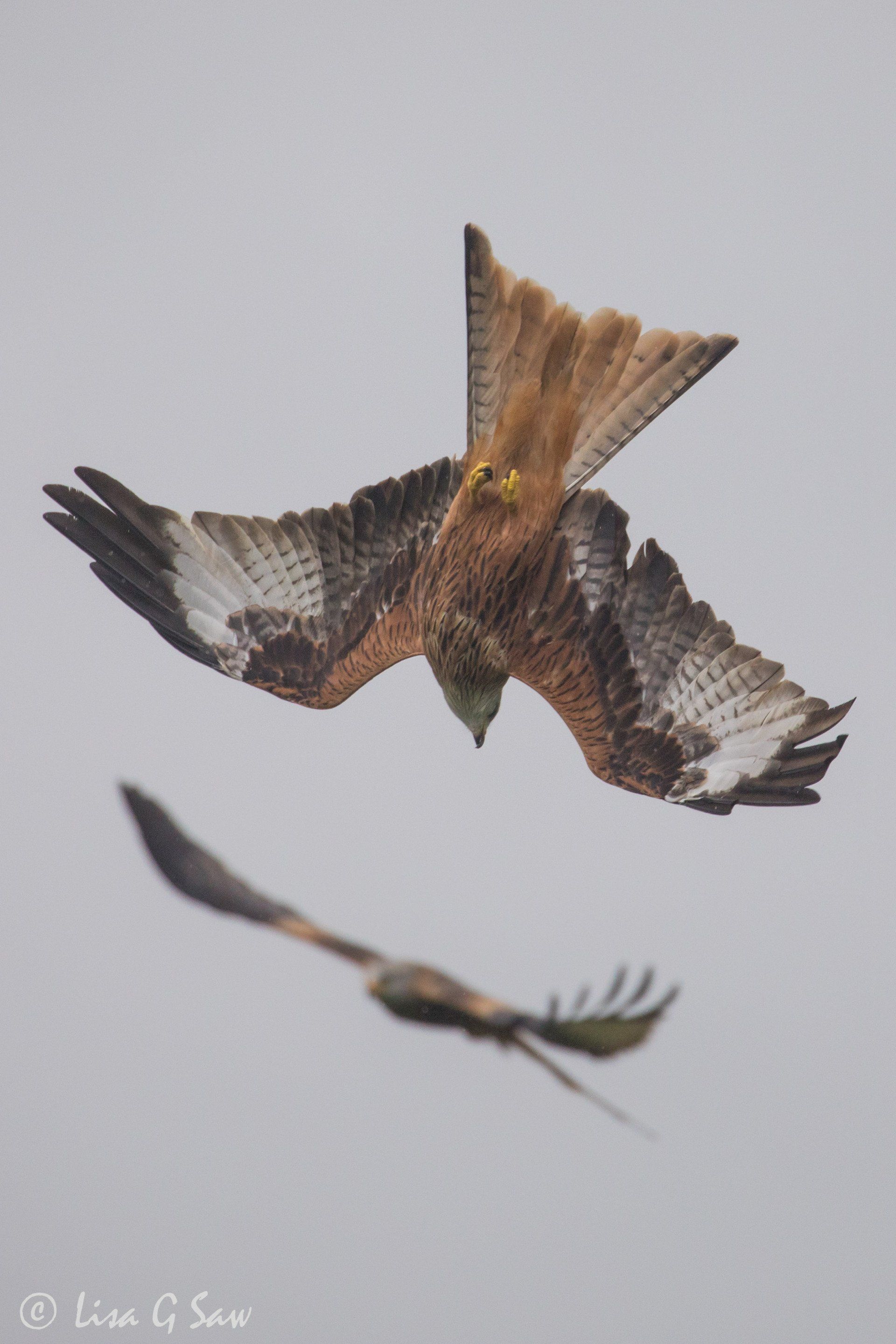 Two Red Kites flying at Rhayader with full view of underwing