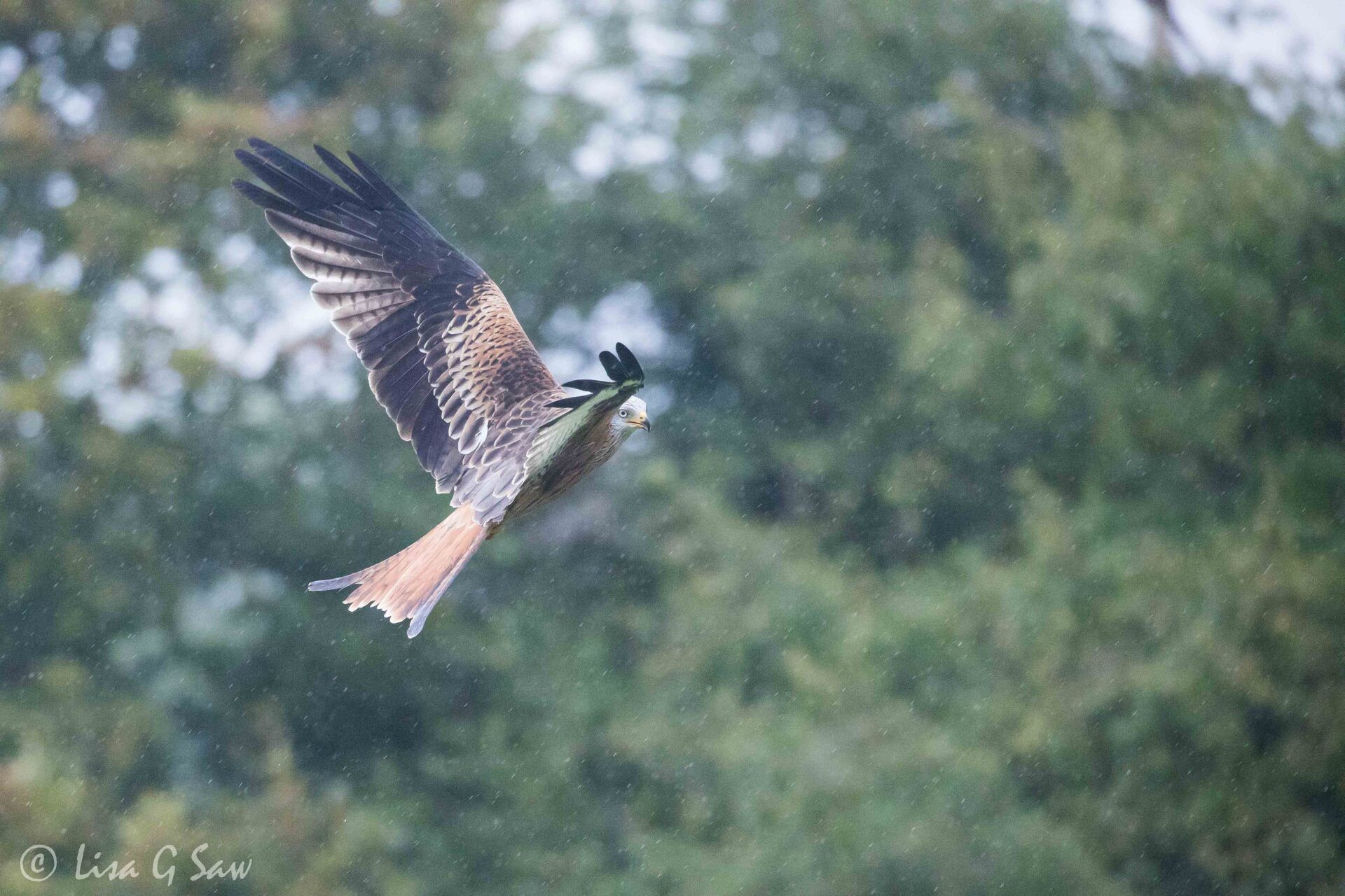 Red Kite flying in the rain at Rhayader