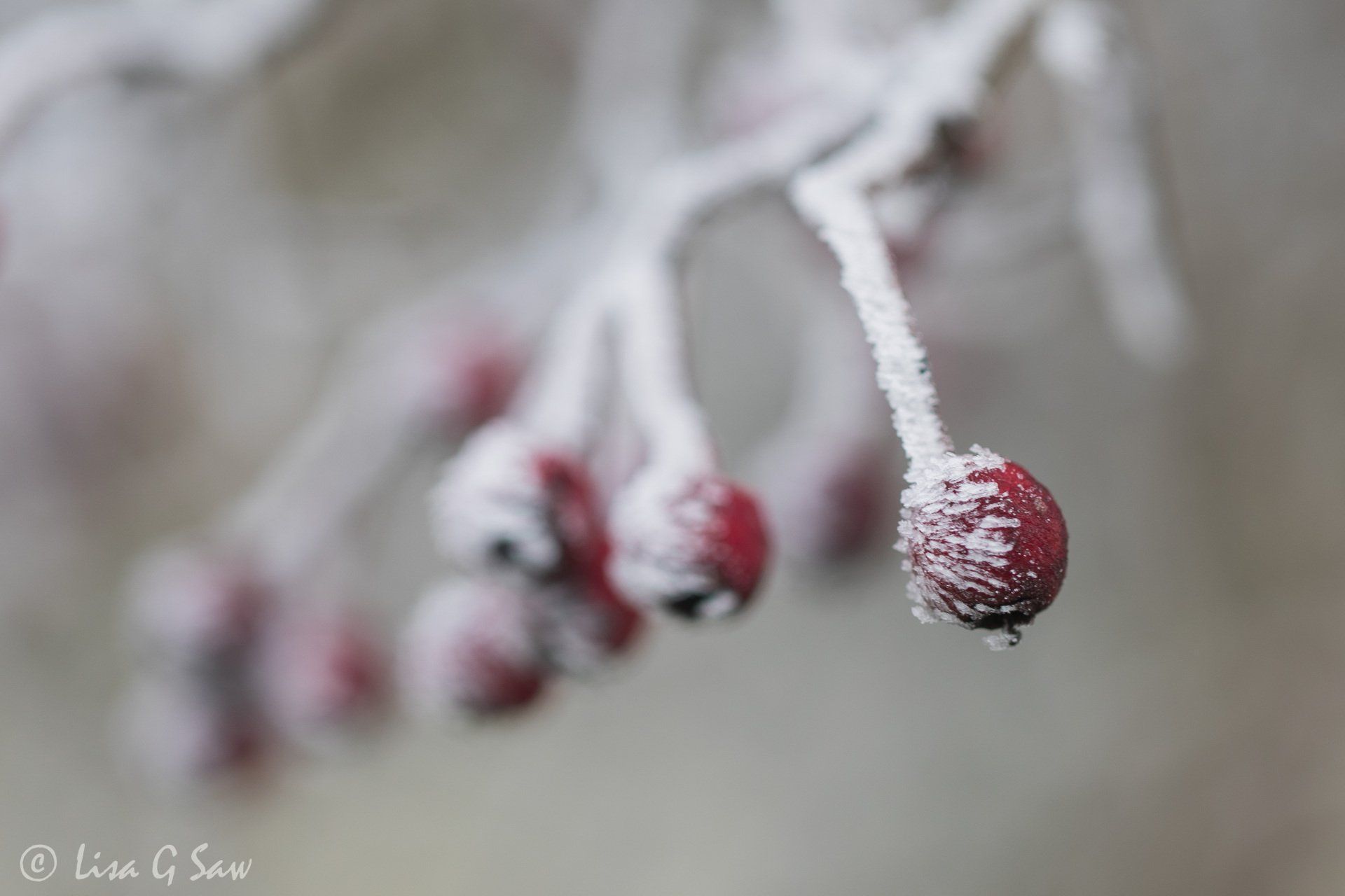 Hoar frost on red berries