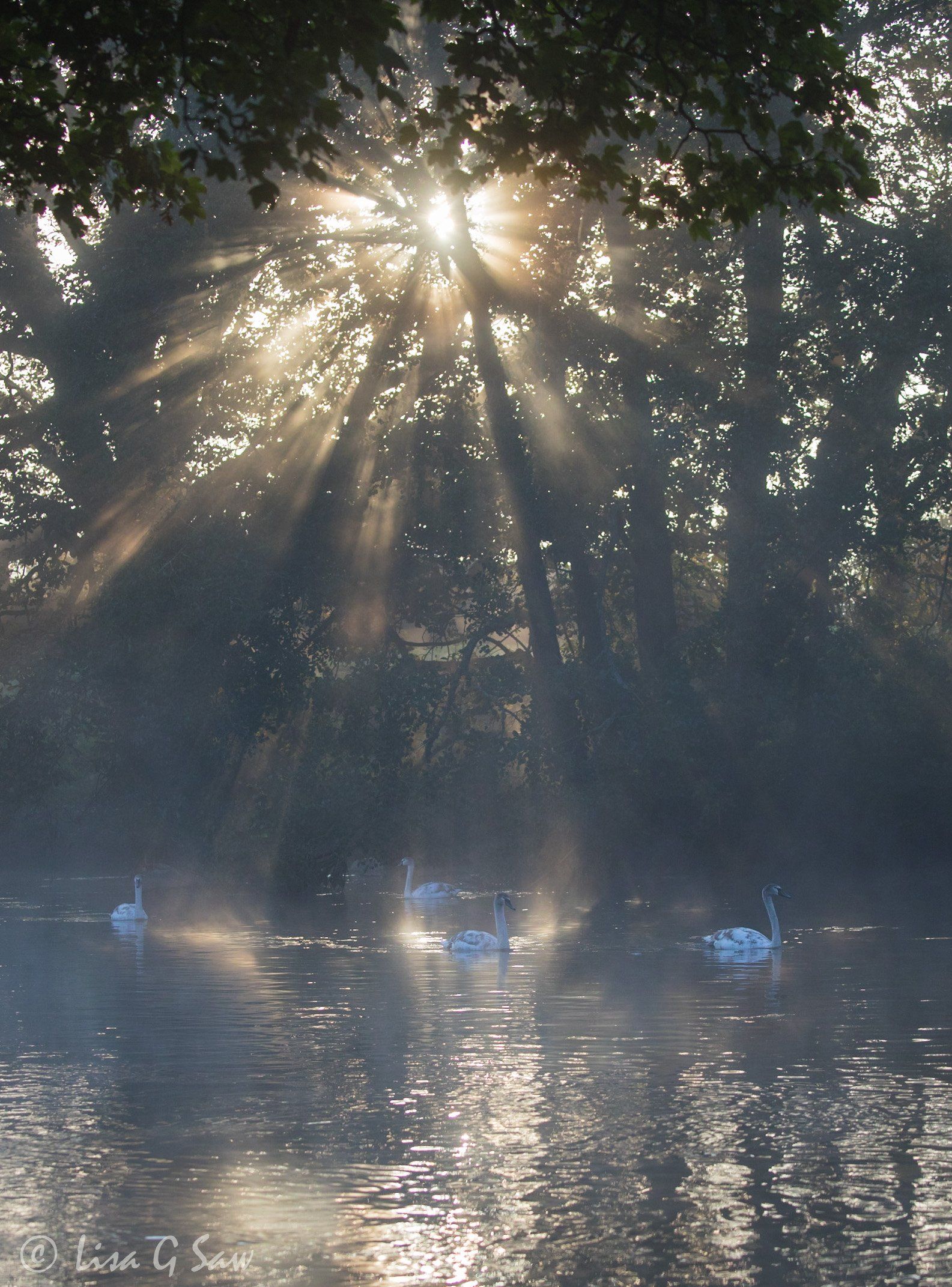 Swans swimming on river with beams of sunlight shining through the trees