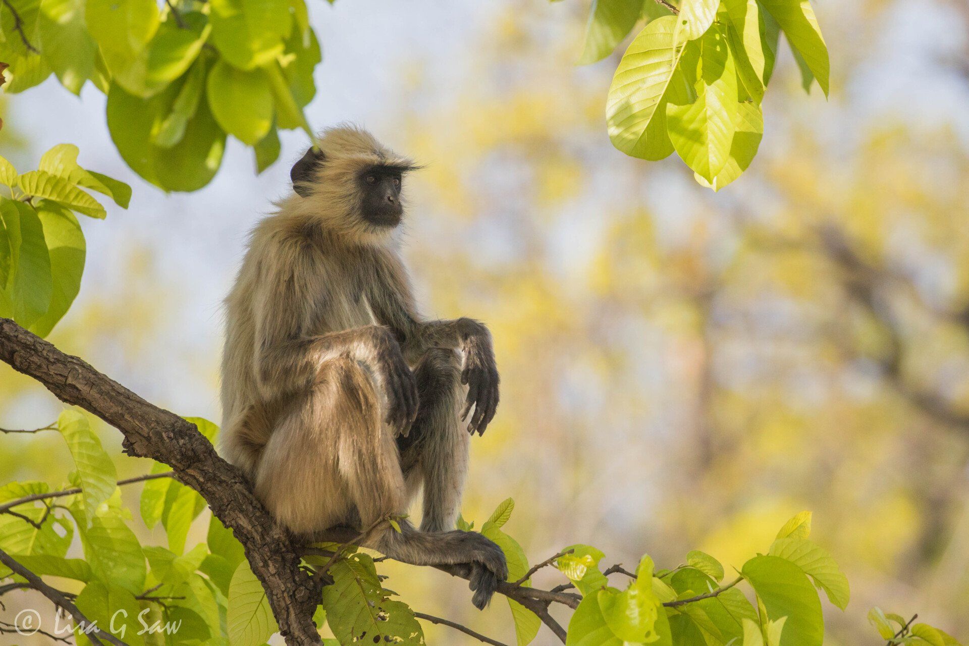 Langur sitting on branch with arms resting on knees