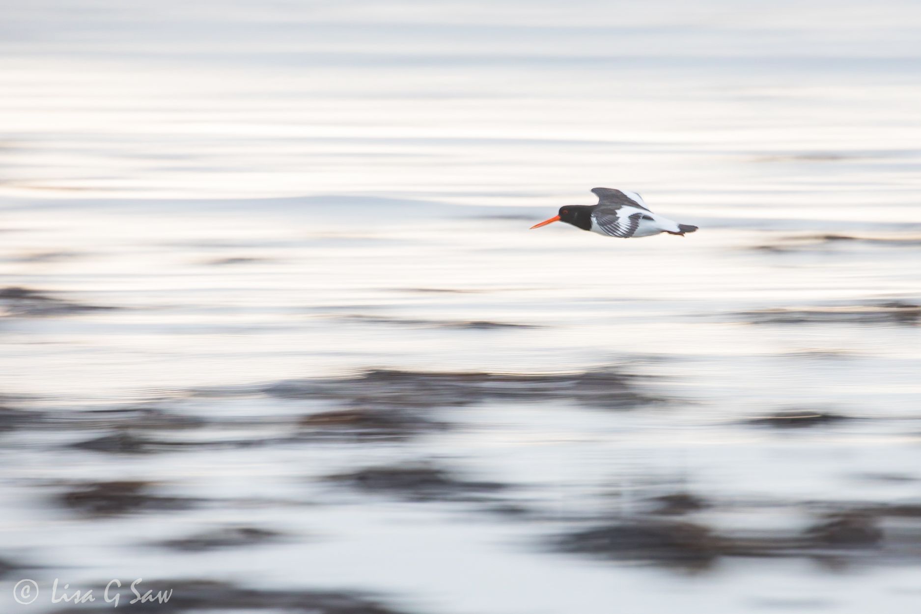 Slow panning an Oystercatcher flying