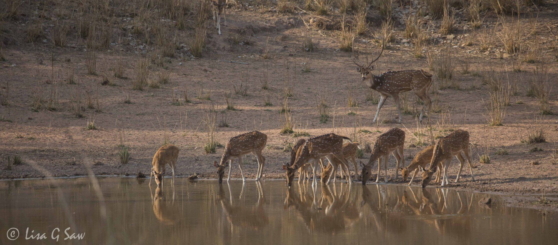 Group of deer drinking at water's edge