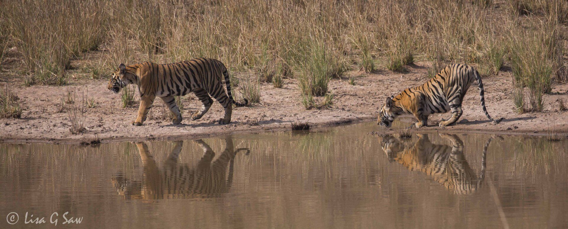 Two young tigers, walking by and drinking water