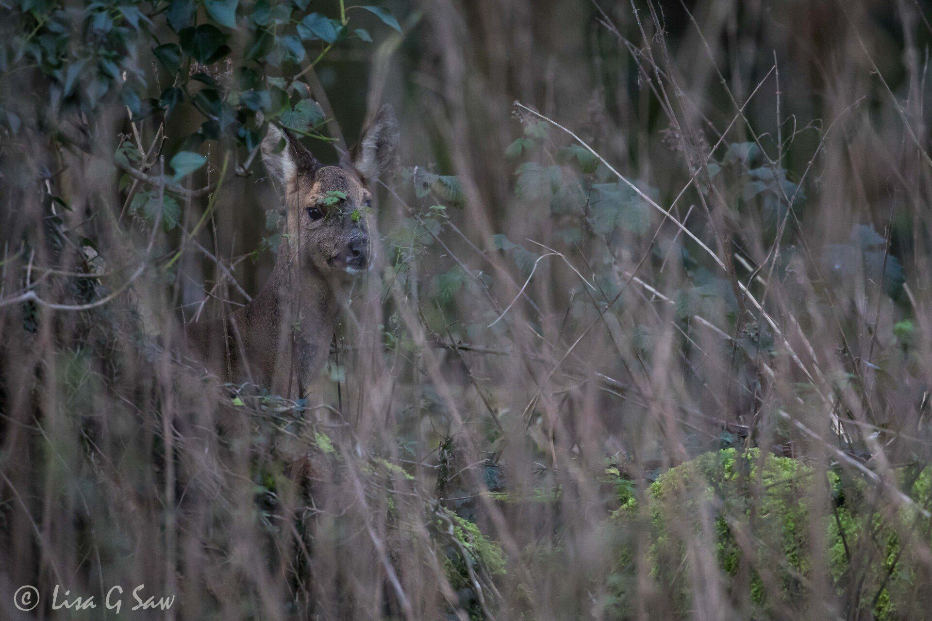 Female Roe Deer hiding behind tall grass