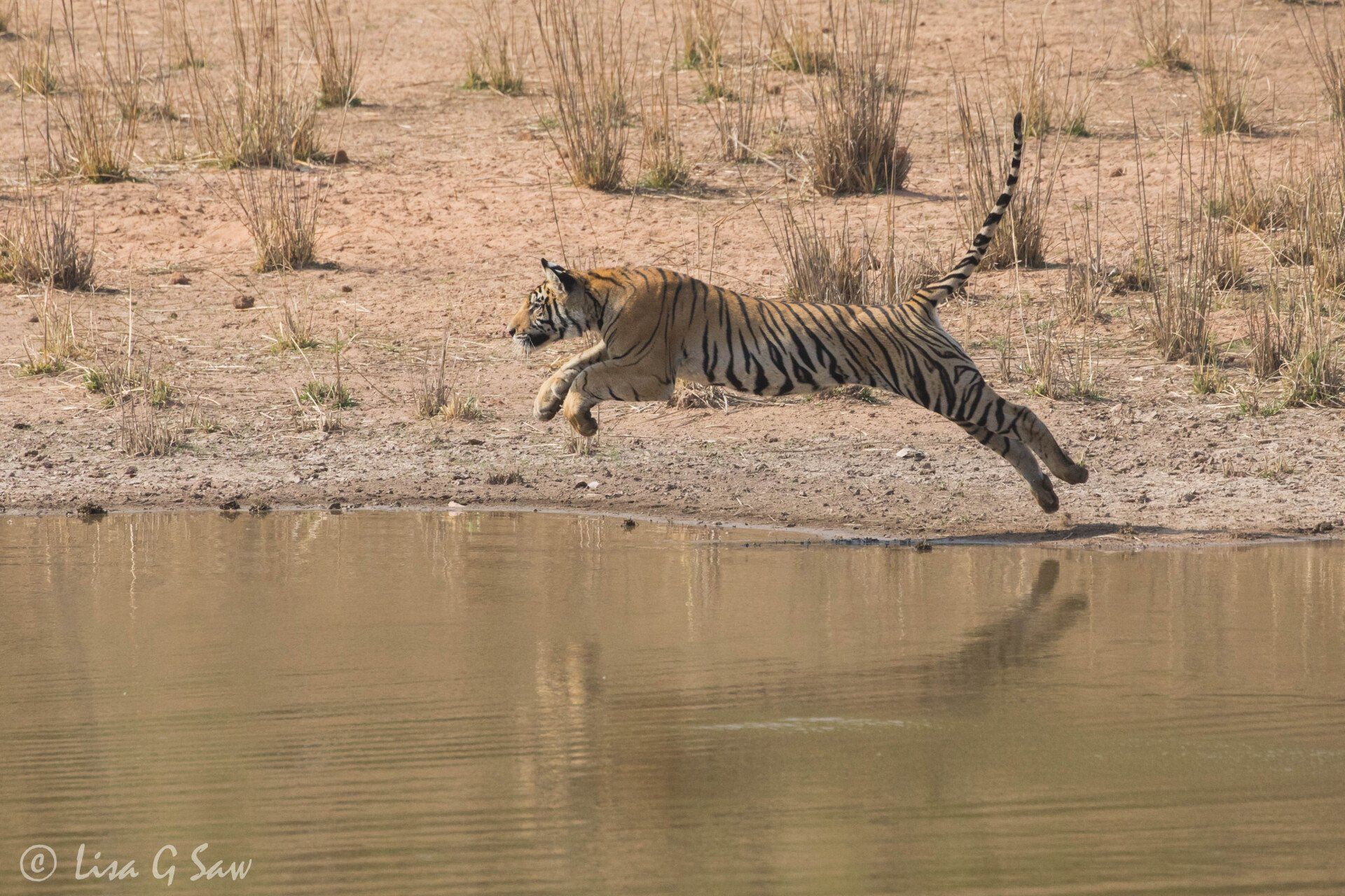Young tiger leaping into water