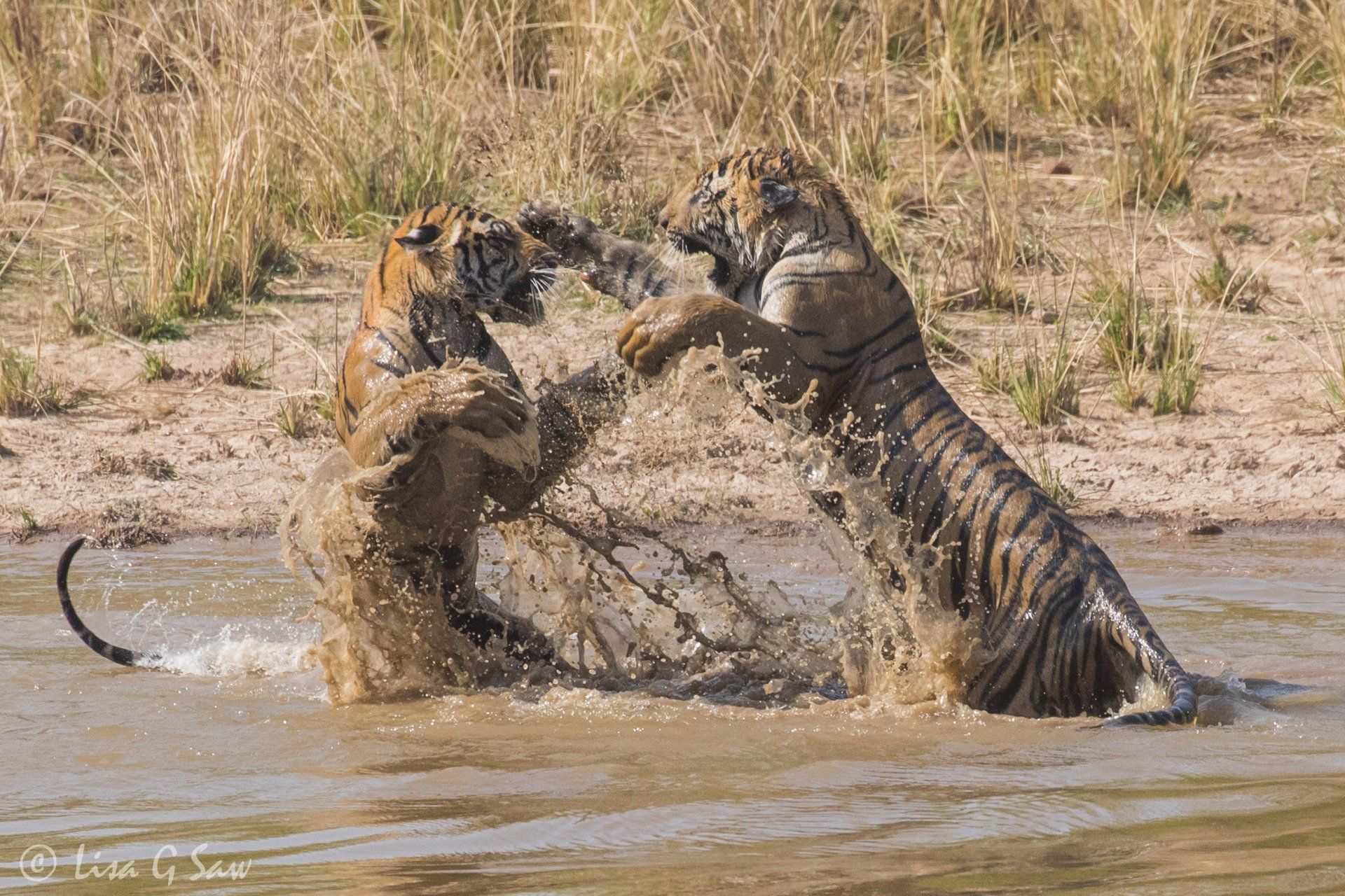 Two young tigers play fighting in water