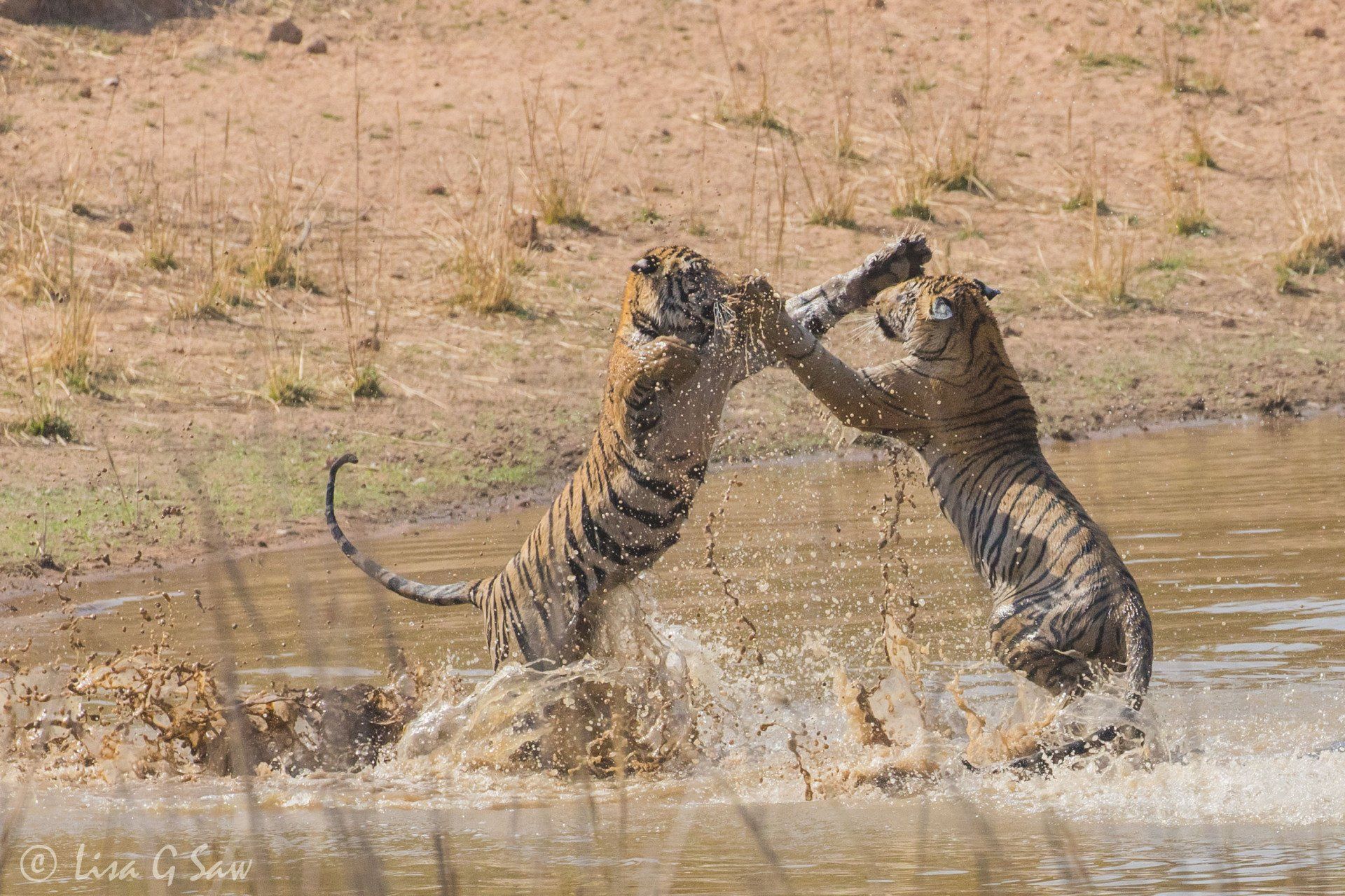 Two young tigers upright play fighting in water