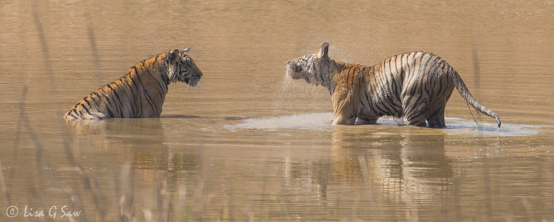 Two tigers in water, one shaking off water