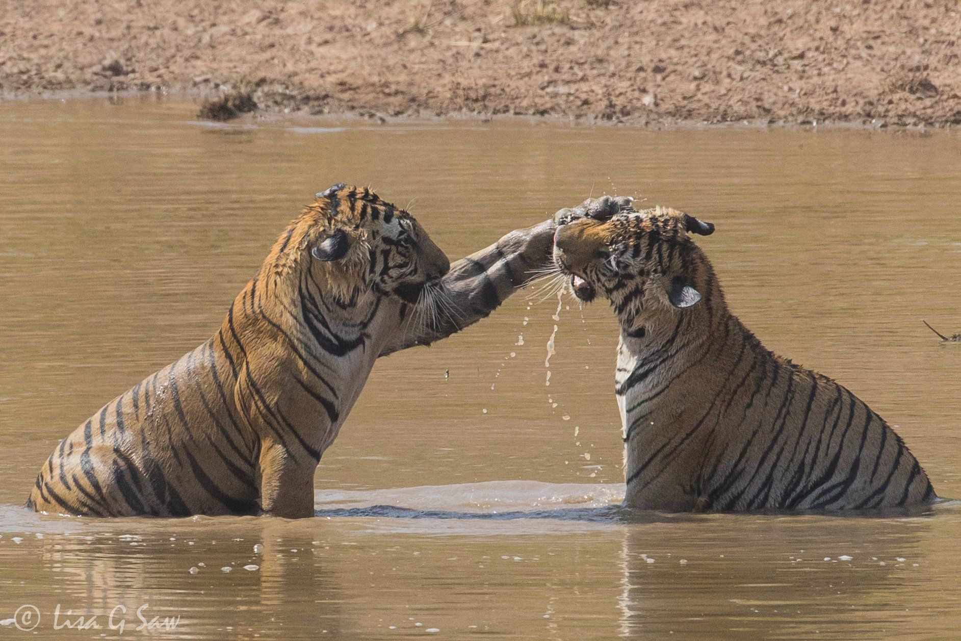 Young tiger in water slapping another on the face