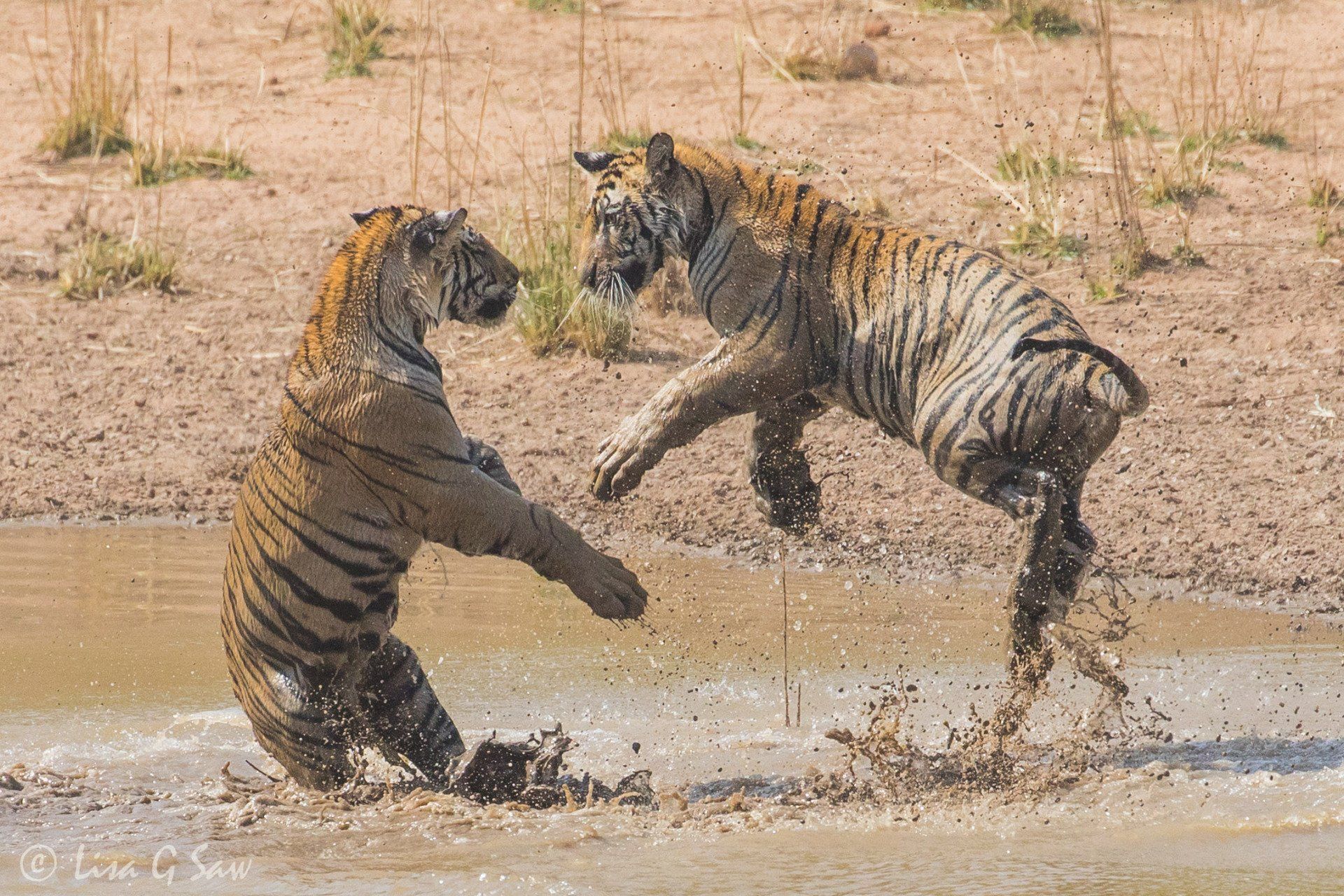 Two tigers play fighting in water