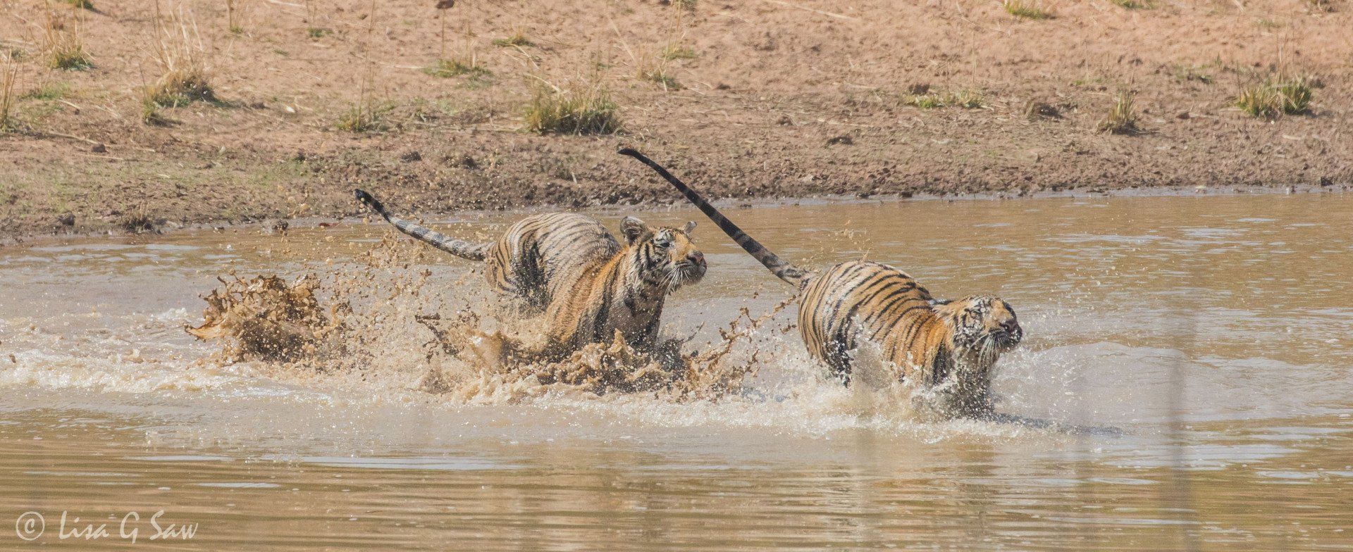 Young tiger chasing another in water
