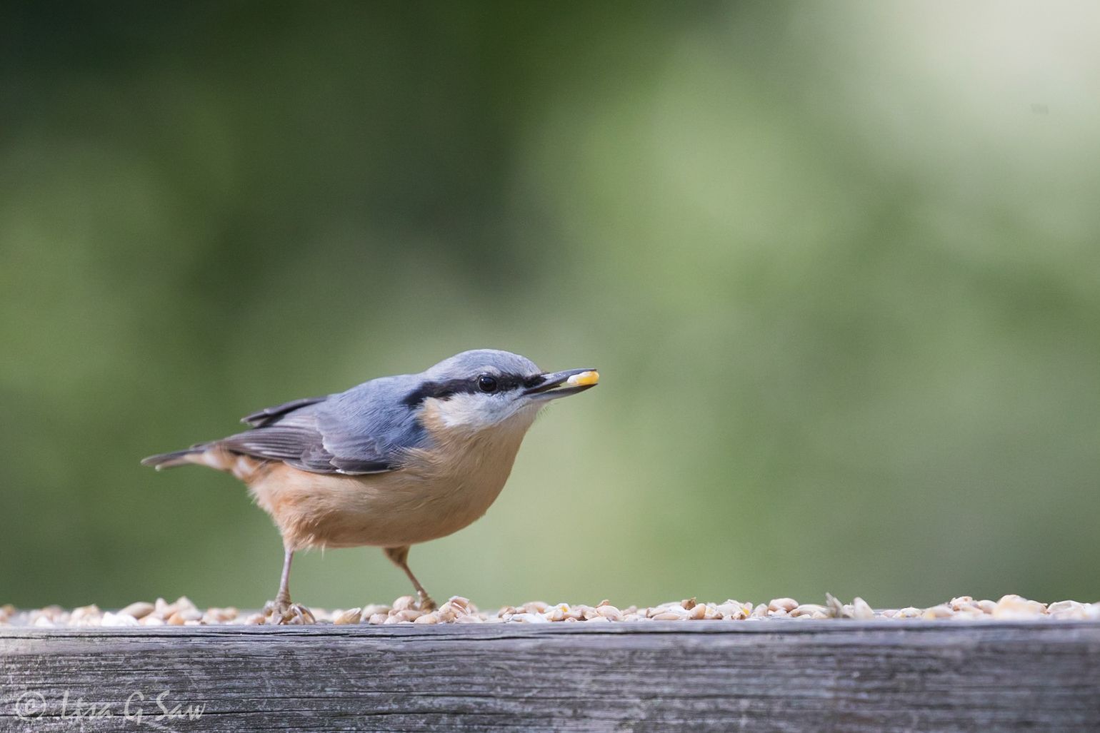 Nuthatch with bird seed in its beak