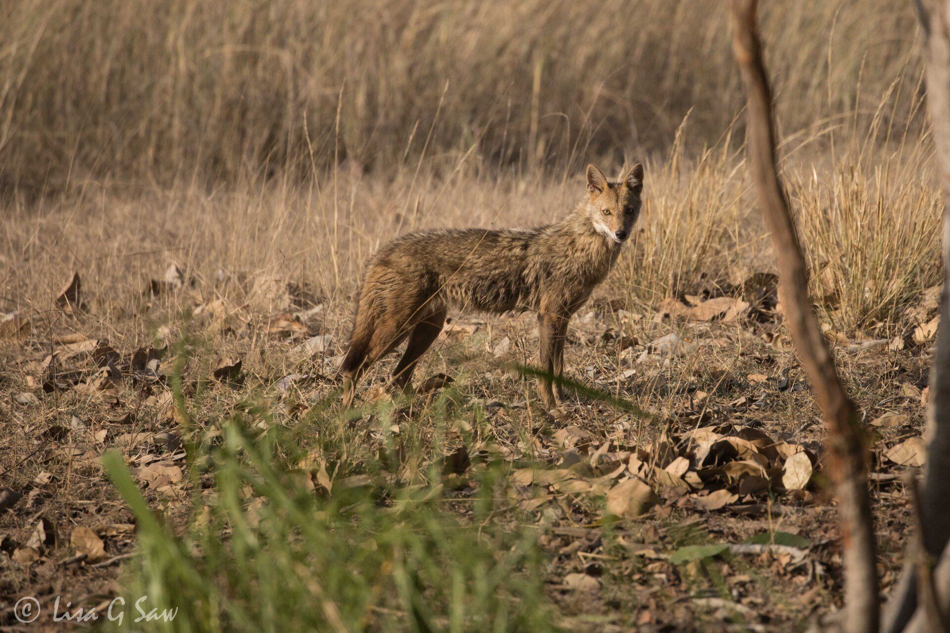 Indian Jackal side on looking at camera