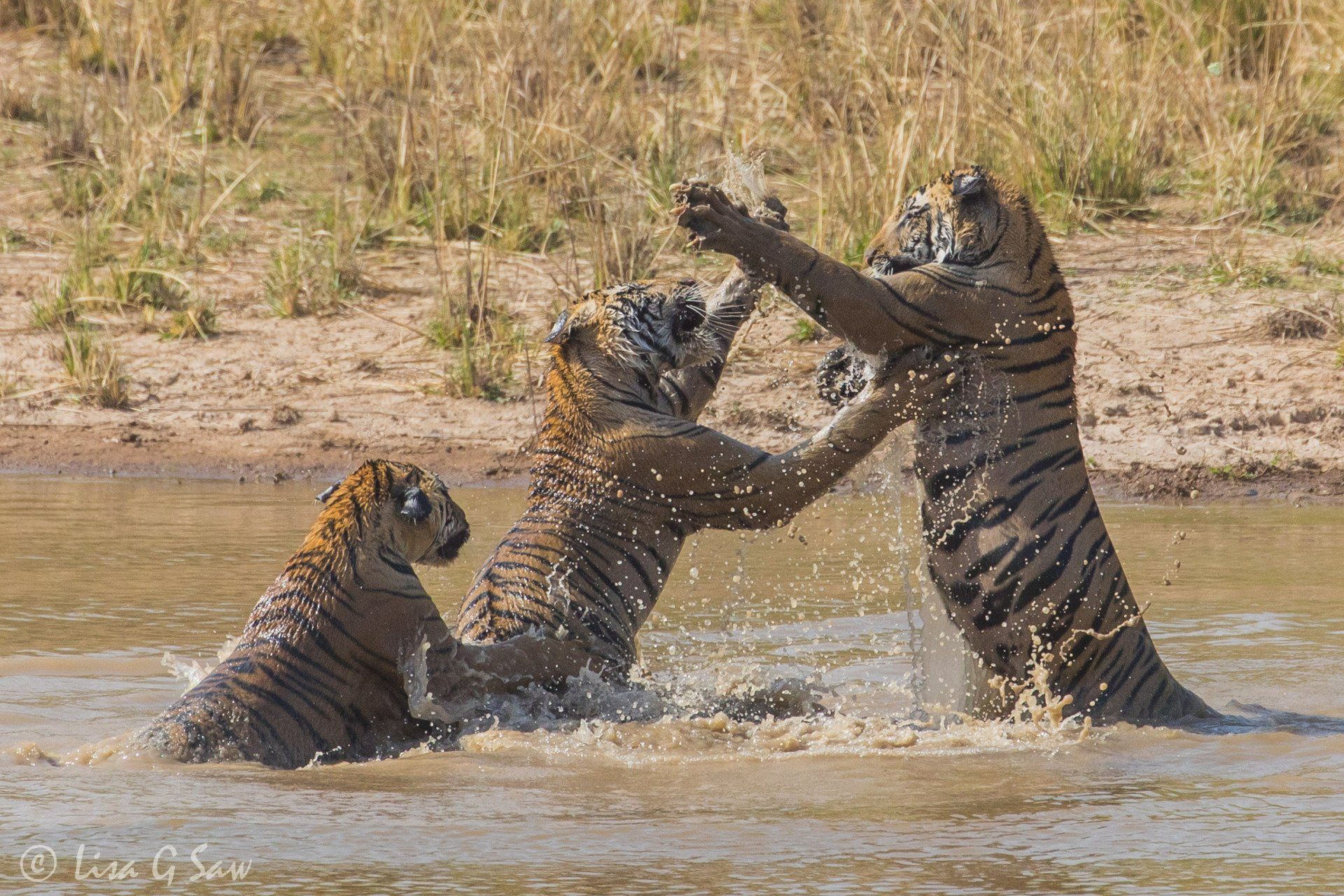 Three Tiger cubs playing fight in the waterhole