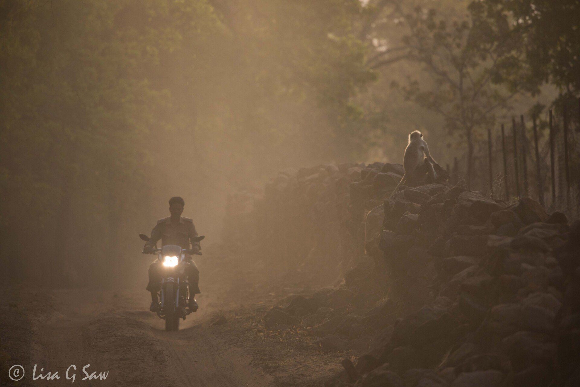 Motorcyclist and langur in cloud of dust