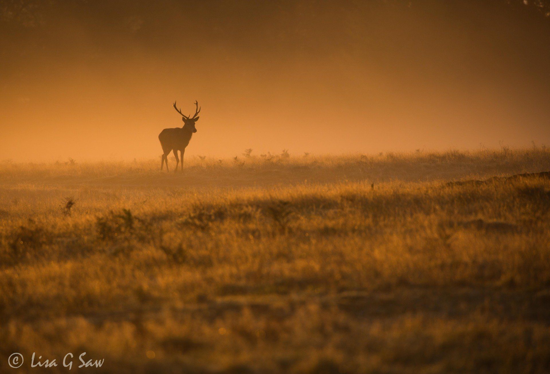 Silhouette of Red Deer stag in misty golden light
