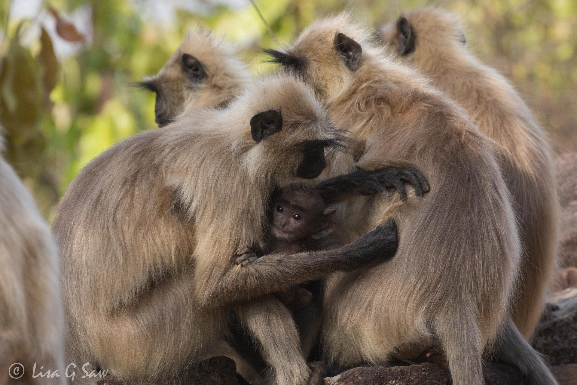 Group grooming with baby langur