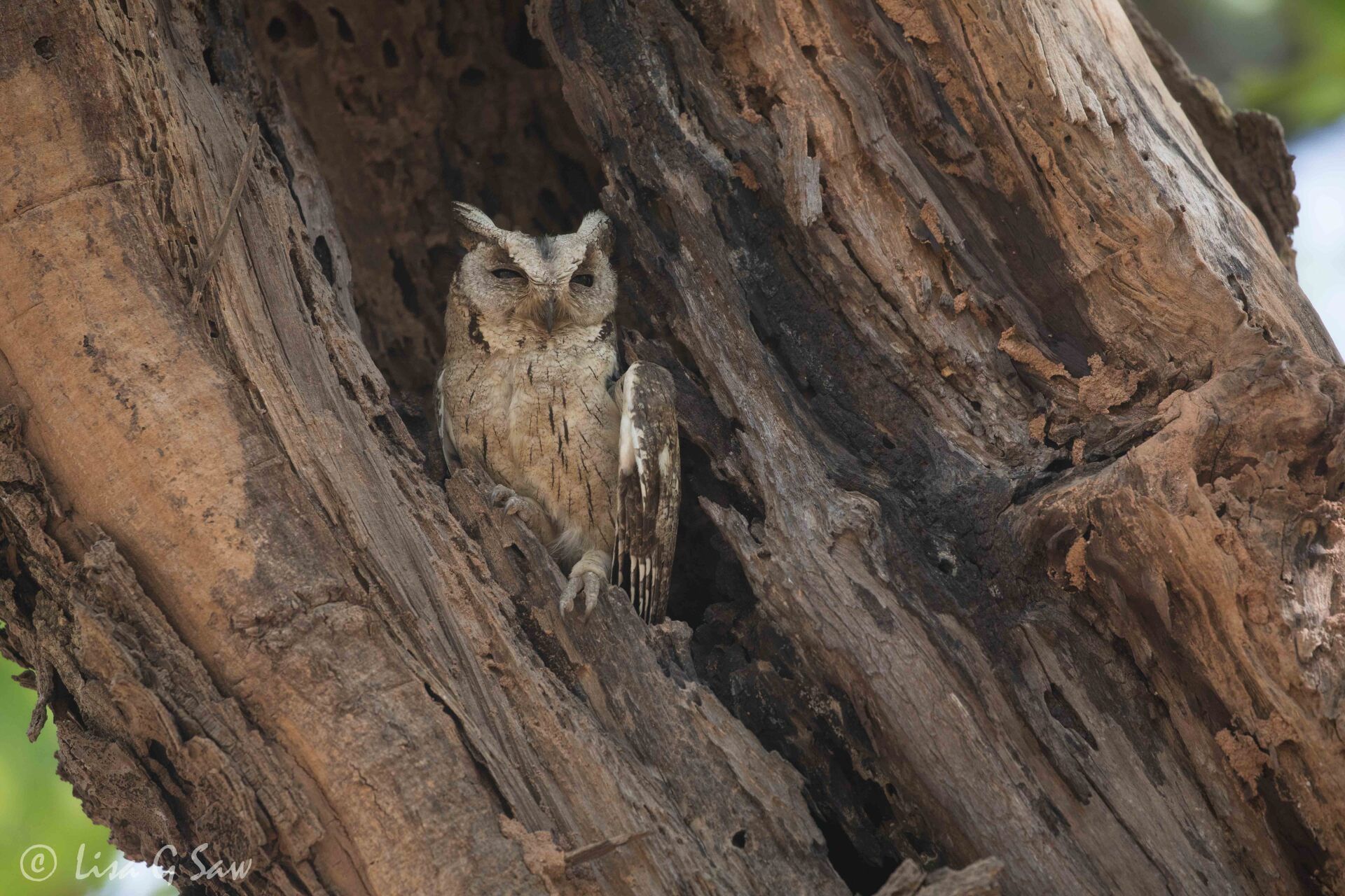 Indian Scops Owl blending in with wood of tree trunk