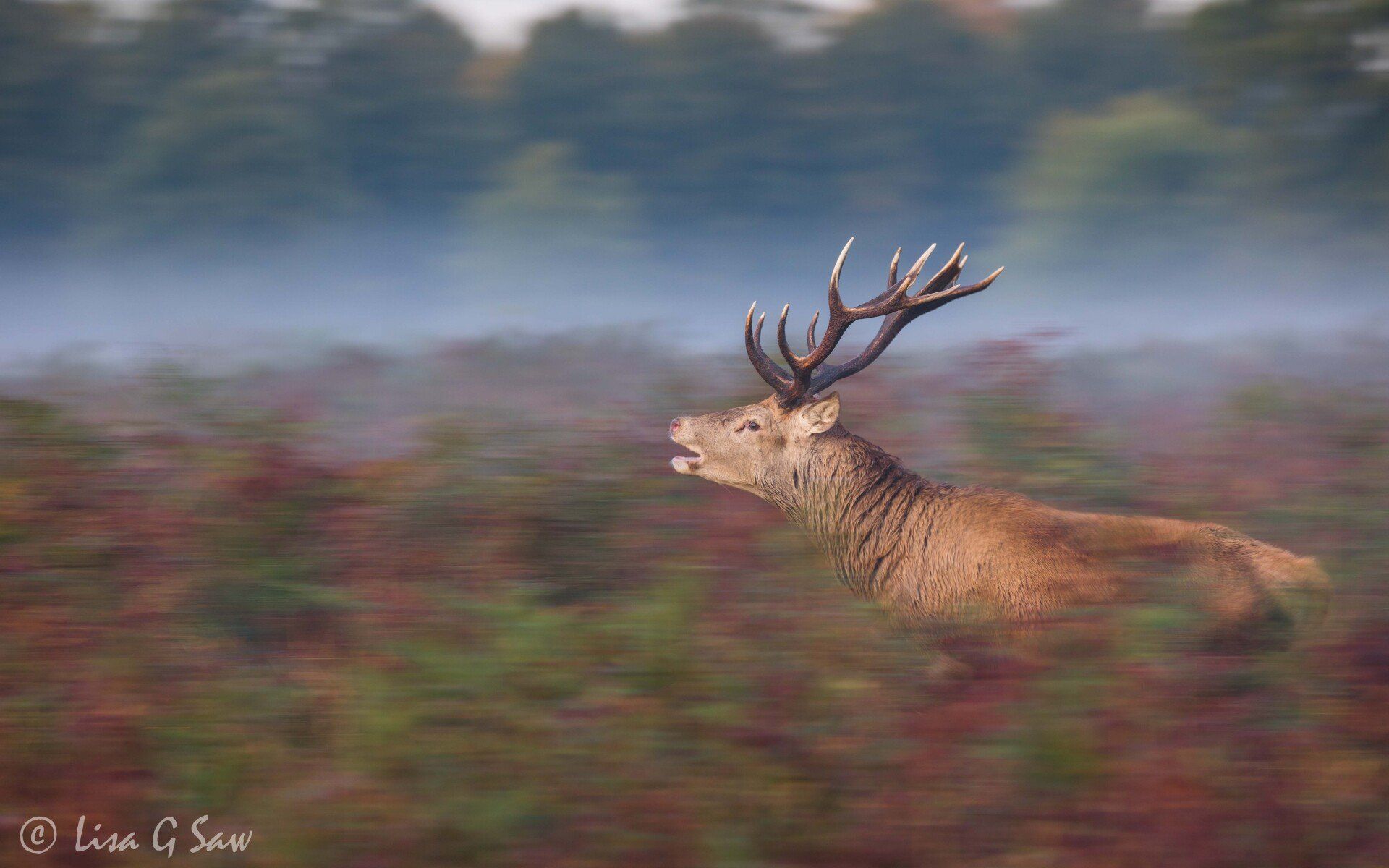 Slow panning a Red Deer stag running