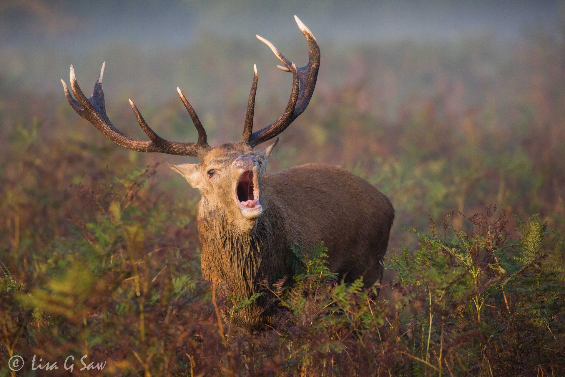 Red Deer stag close up amongst ferns with mouth agape