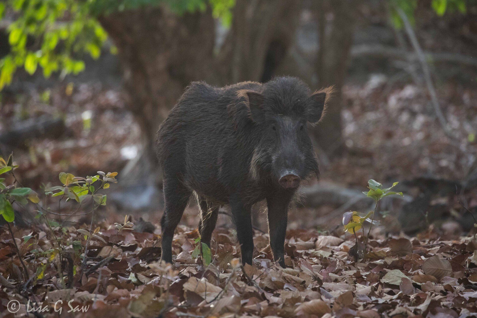 Indian boar standing in autumn leaves