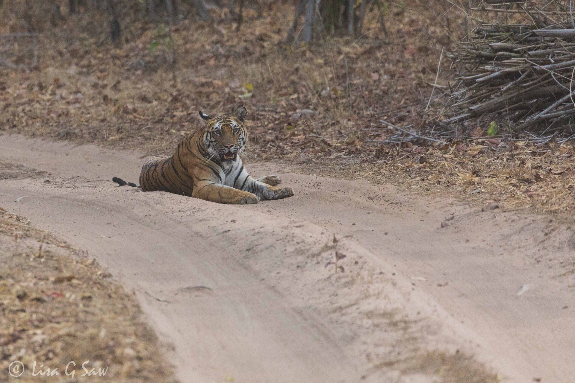 Tiger lying on the sandy track with mouth open