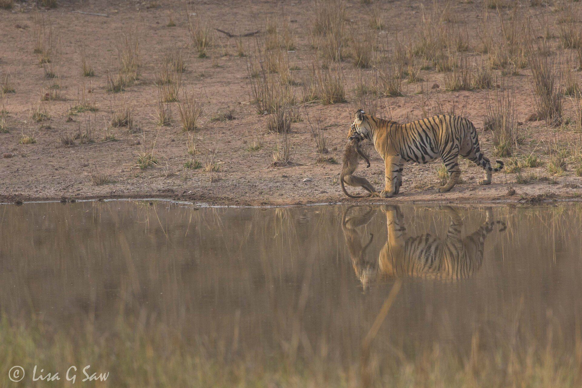 Tiger with a dead langur in its mouth reflected in water