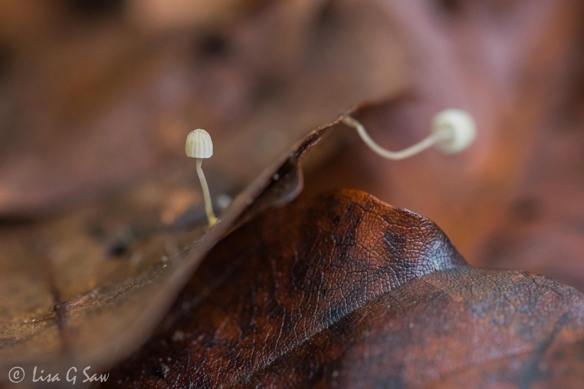 Tiny white parasol fungi on autumn leaf litter