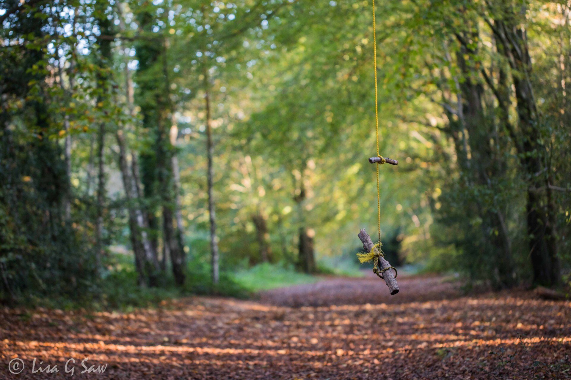 Woodland swing and a path covered with leaf litter