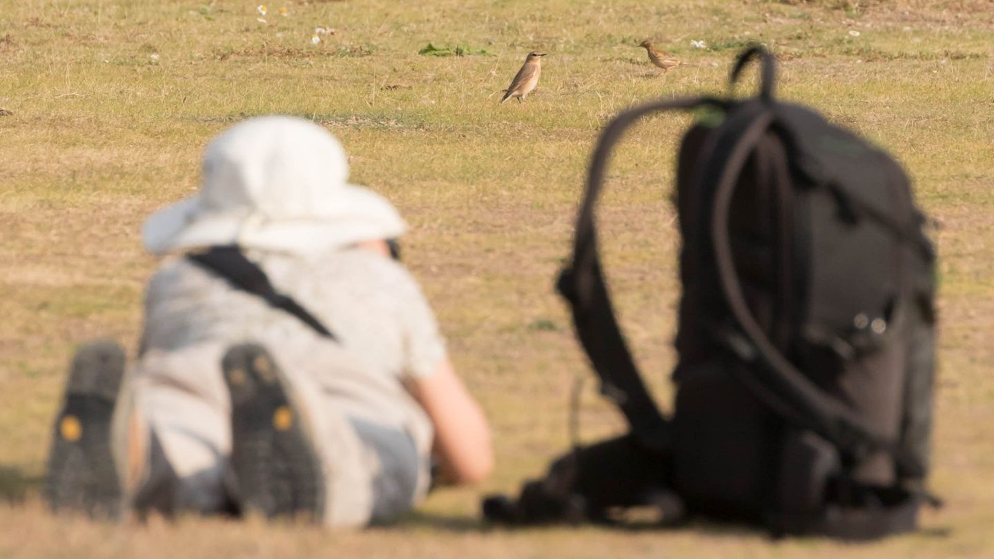 Lisa lying on ground photographing Wheatears at Cuckmere Haven, East Sussex