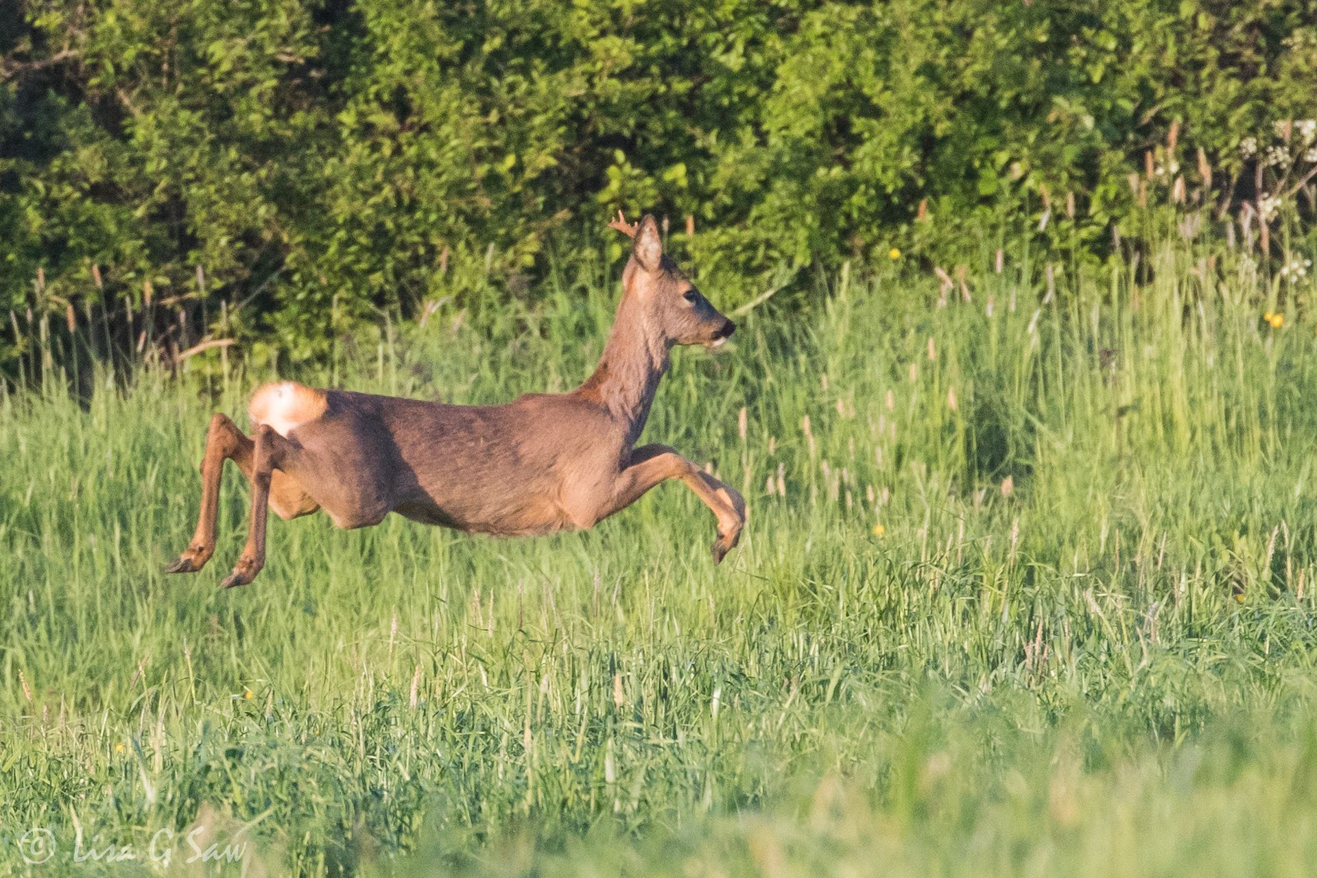 Leaping roe deer buck running away