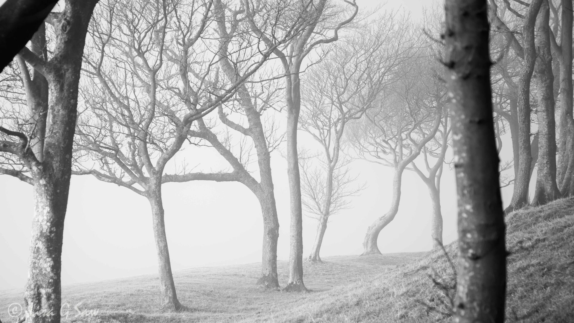 Trees in winter at Chanctonbury Ring