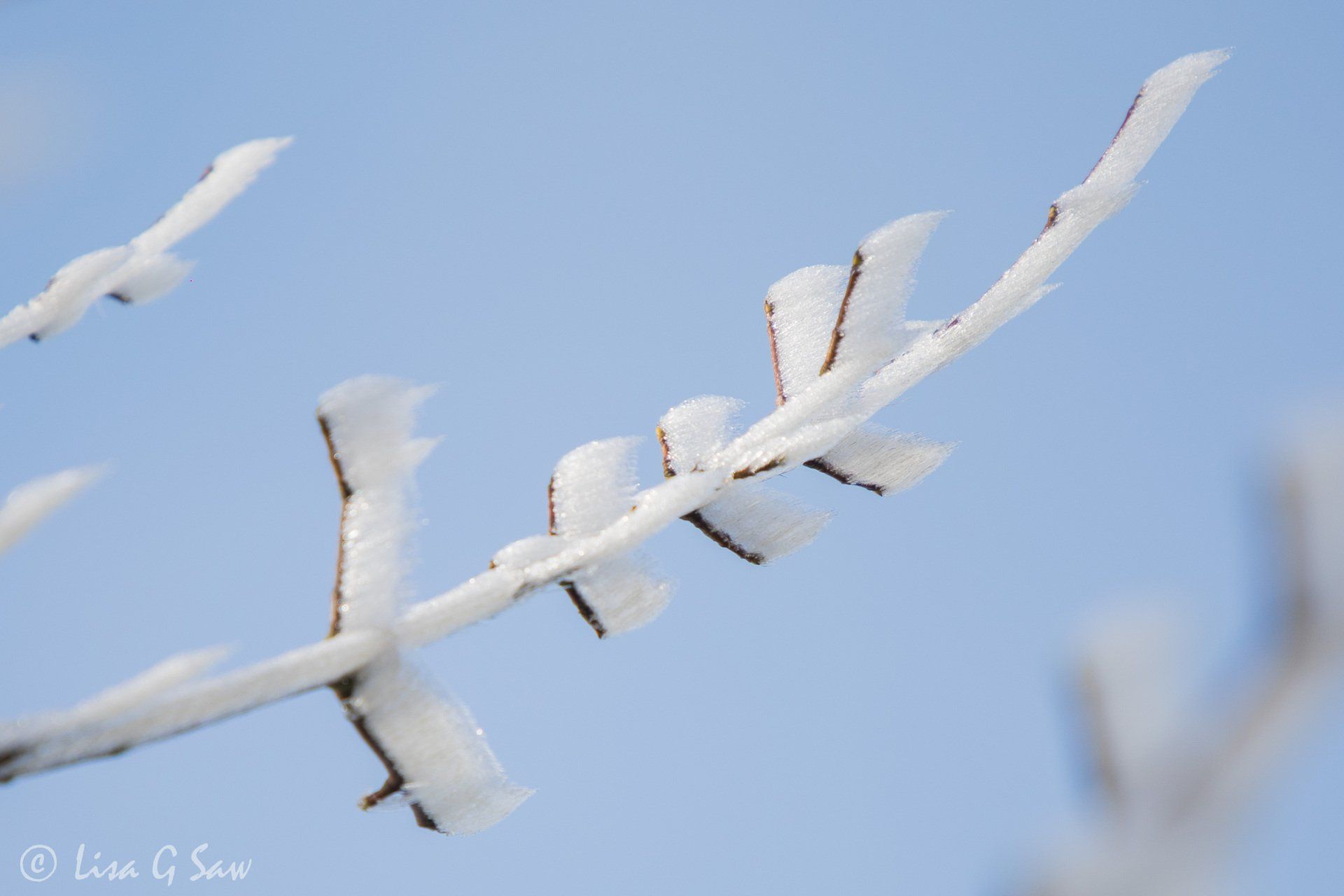 Hoar frost on branch with blue sky