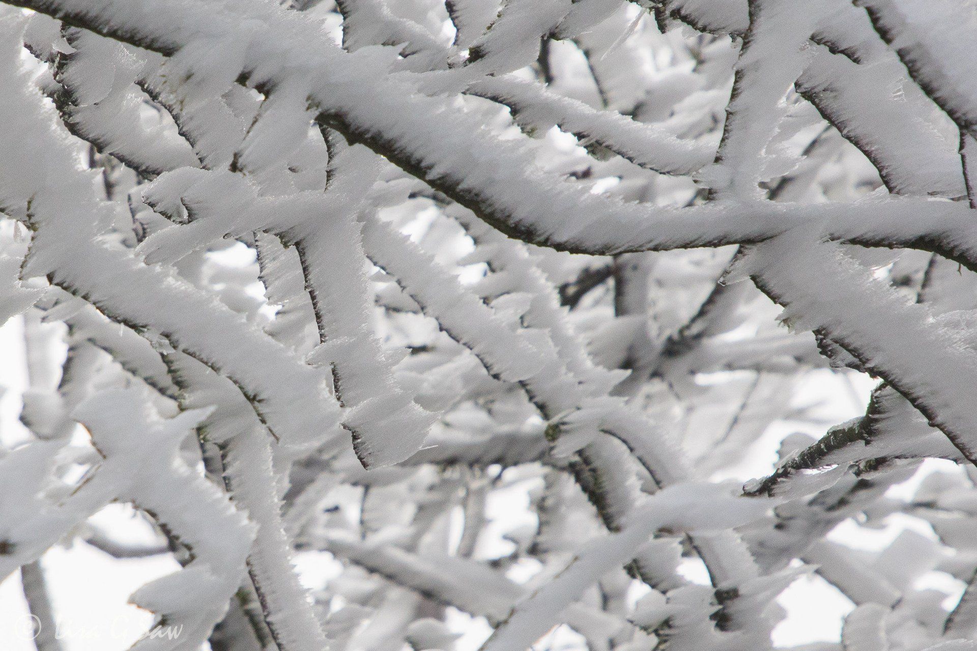 Mosaic of hoar frost on branches