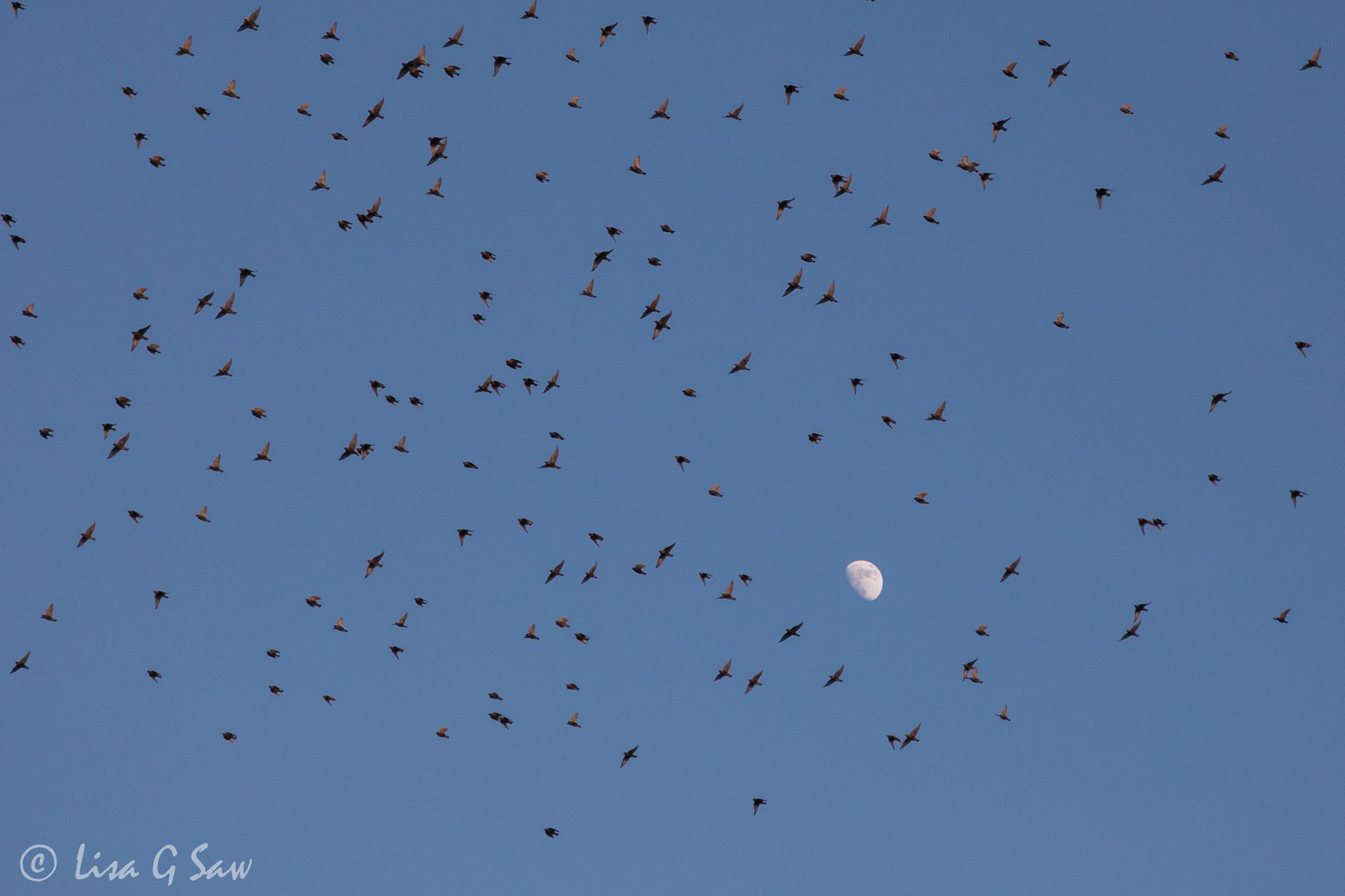 The moon and a mass of Starlings flying across blue sky
