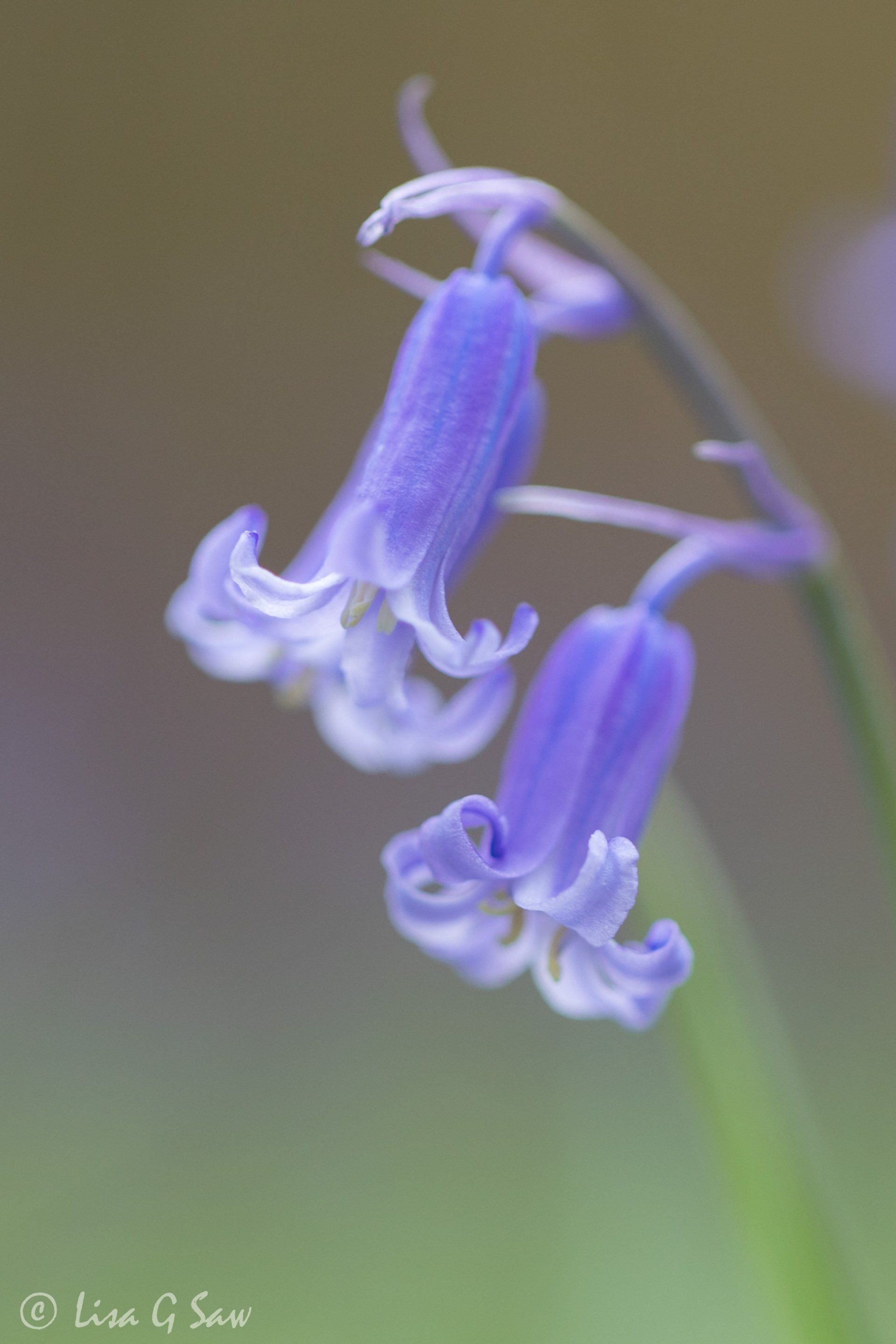 Delicate petals of Common Bluebell close up