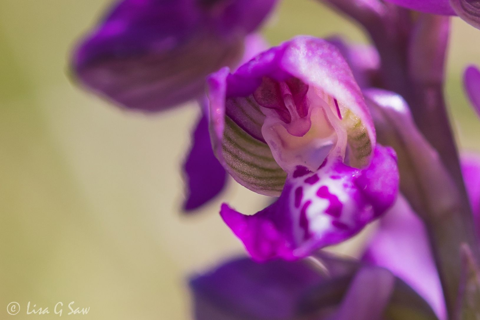Close up of Green Winged Orchid