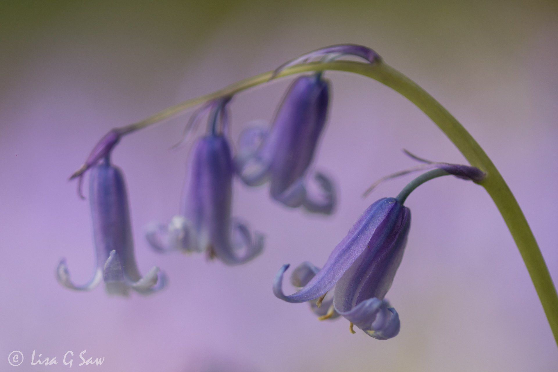 Common Bluebells close up