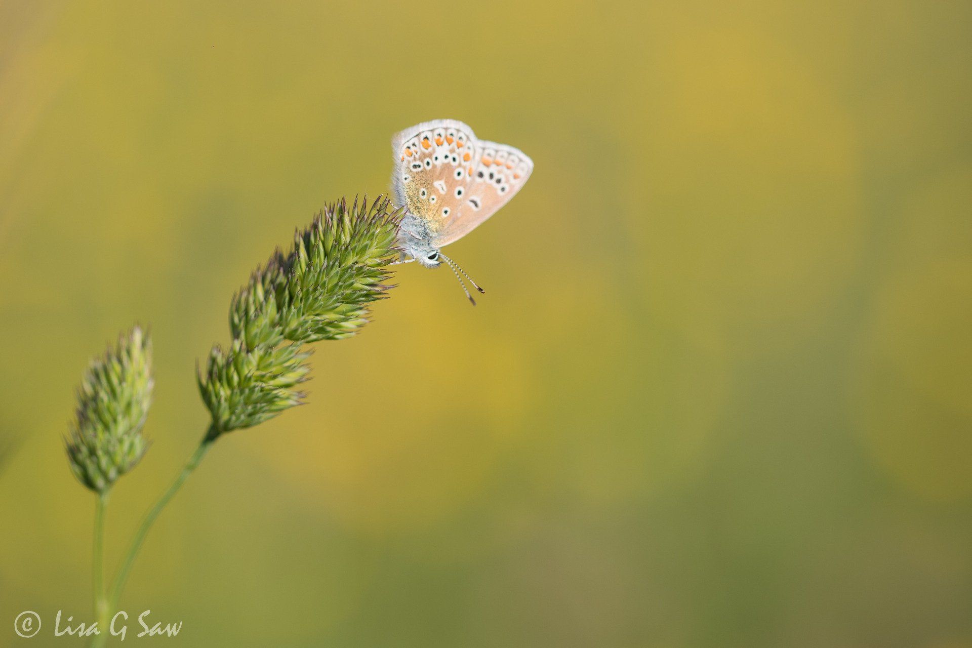 Common Blue butterfly on grass