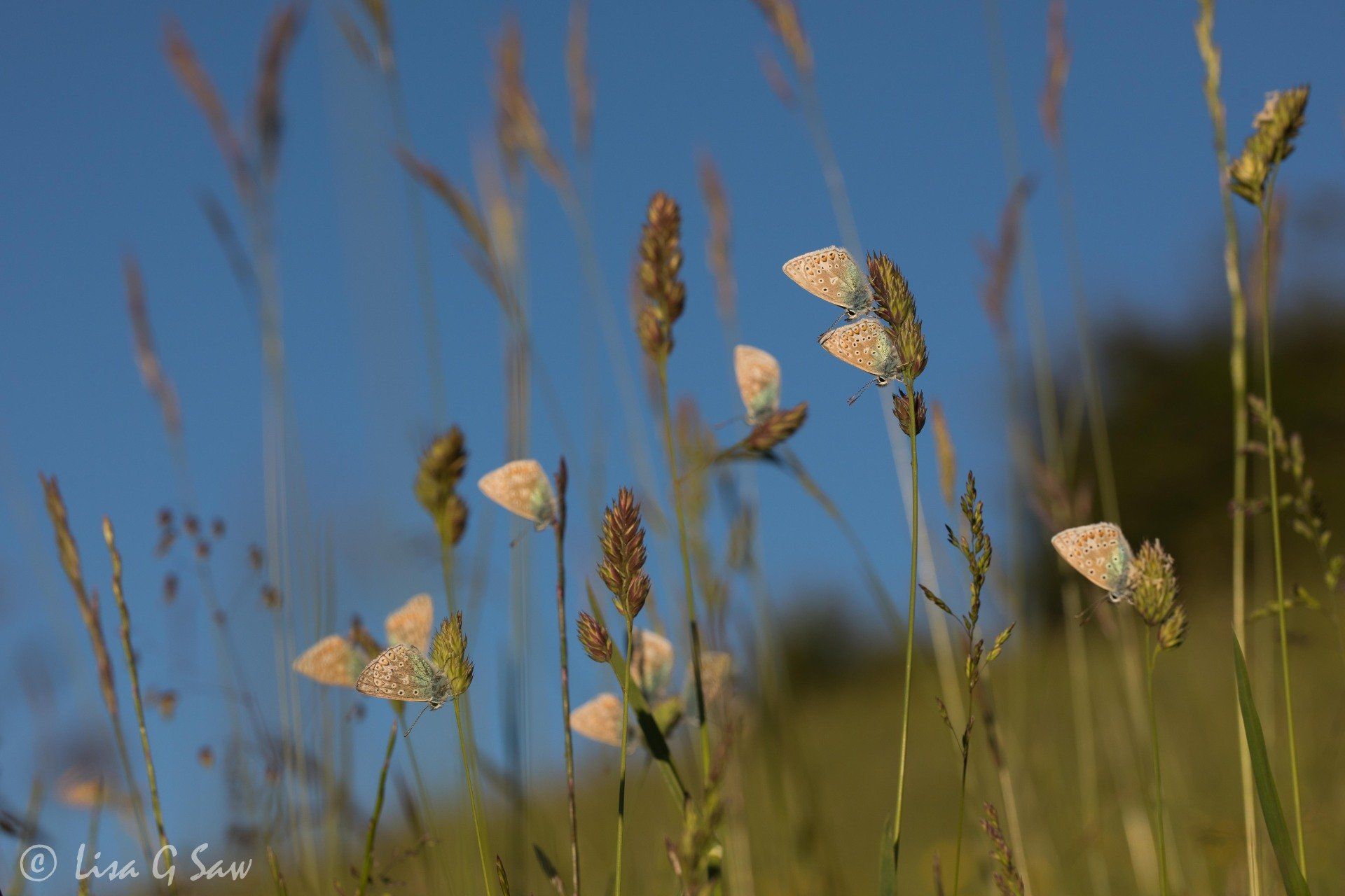 Lots of Common Blue butterflies roosting on tall grass